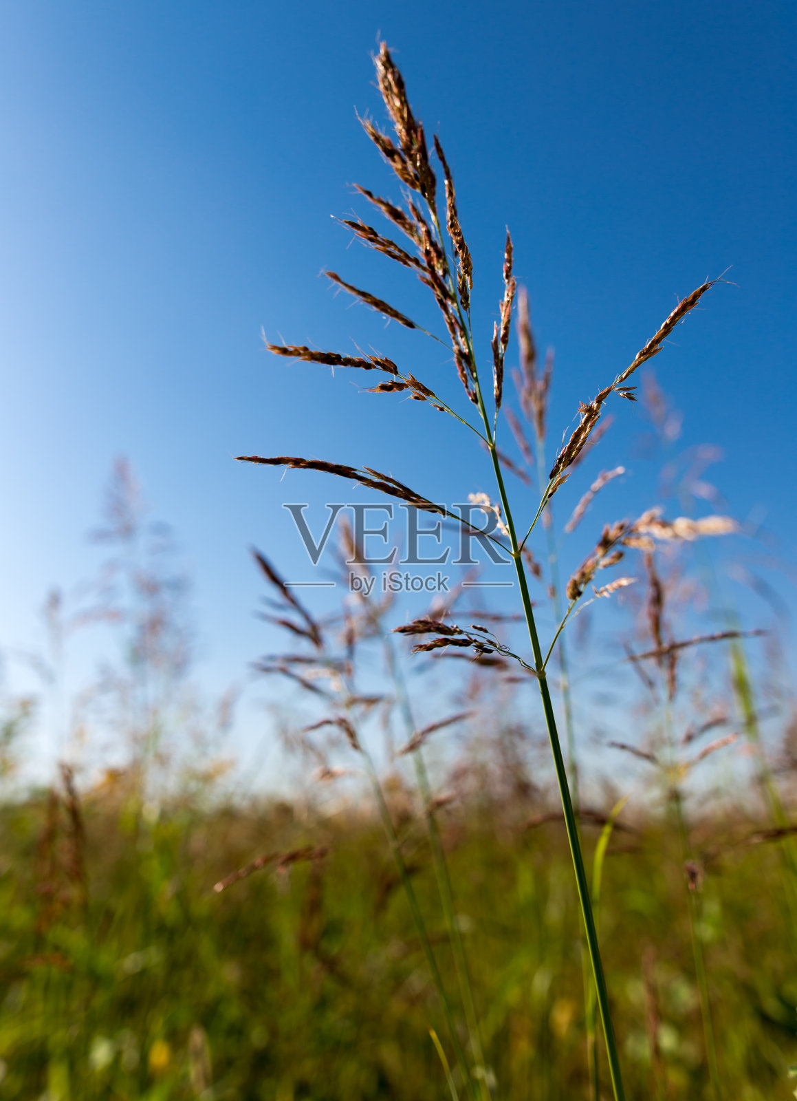 在大自然中种植有耳朵的桦树照片摄影图片