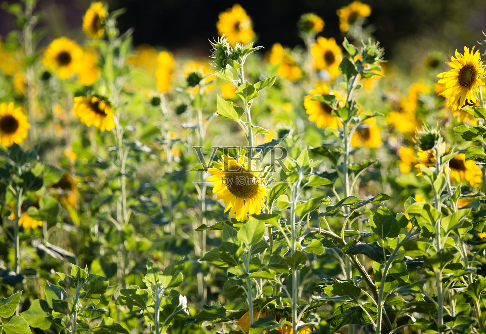 向日葵生长在大自然中照片摄影图片