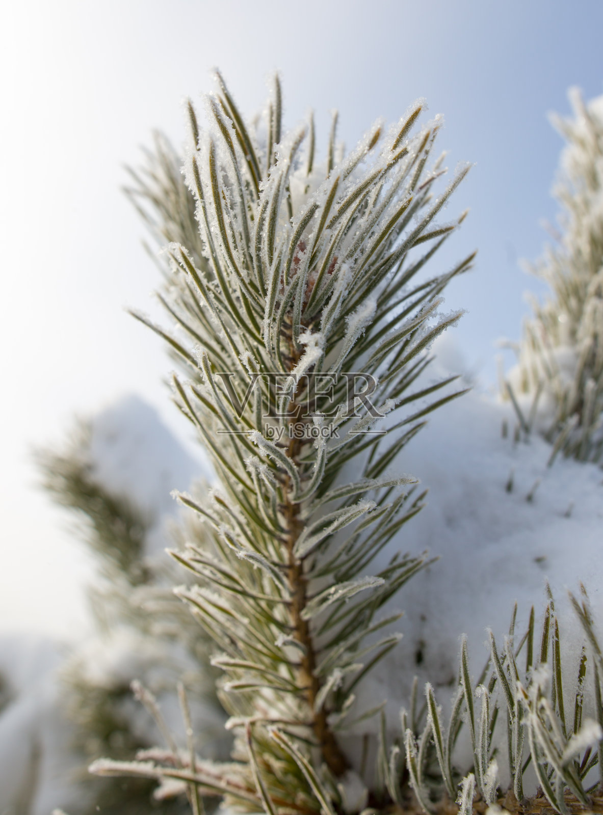 冬天圣诞树上的雪照片摄影图片