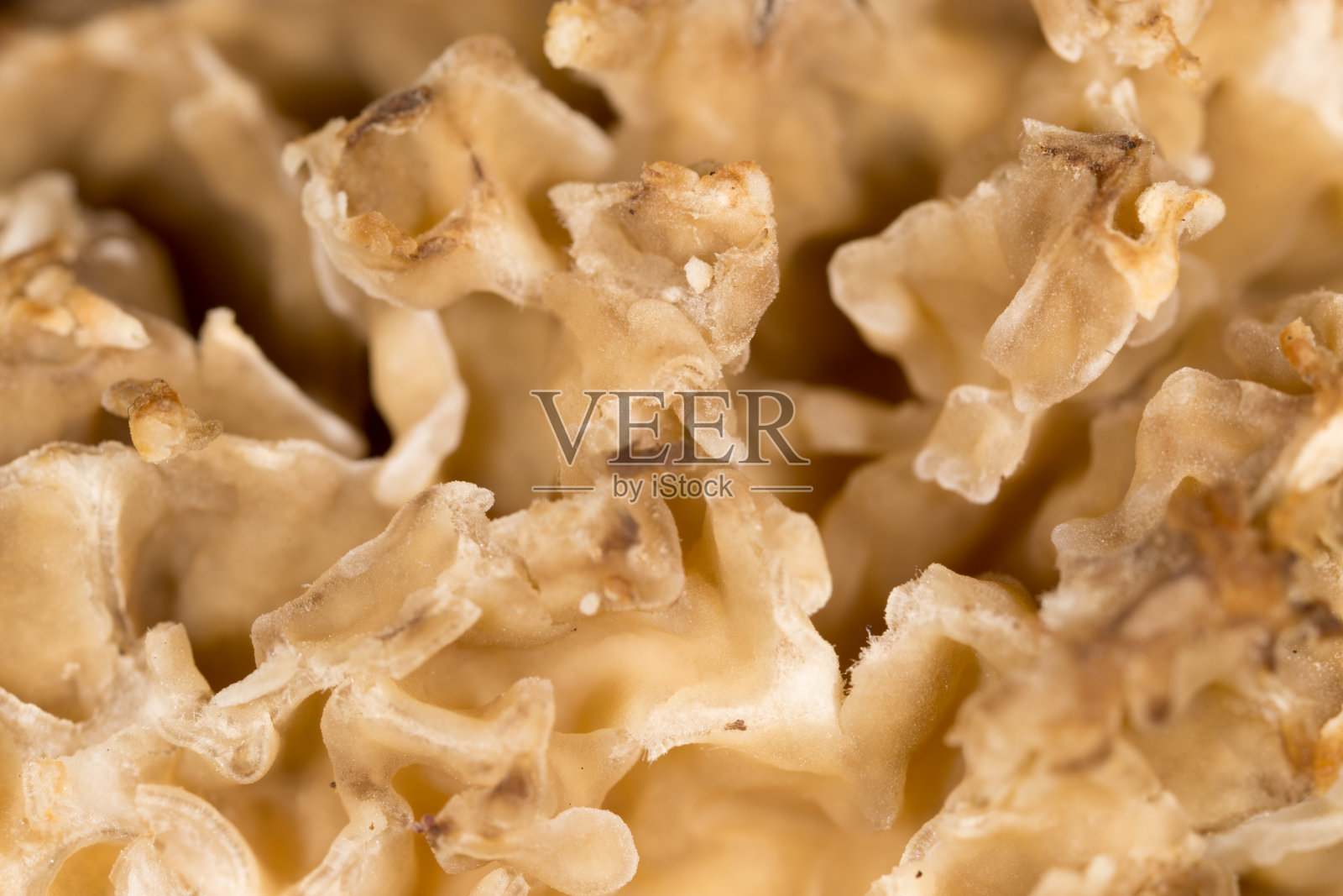 以羊肚菌为背景。宏照片摄影图片