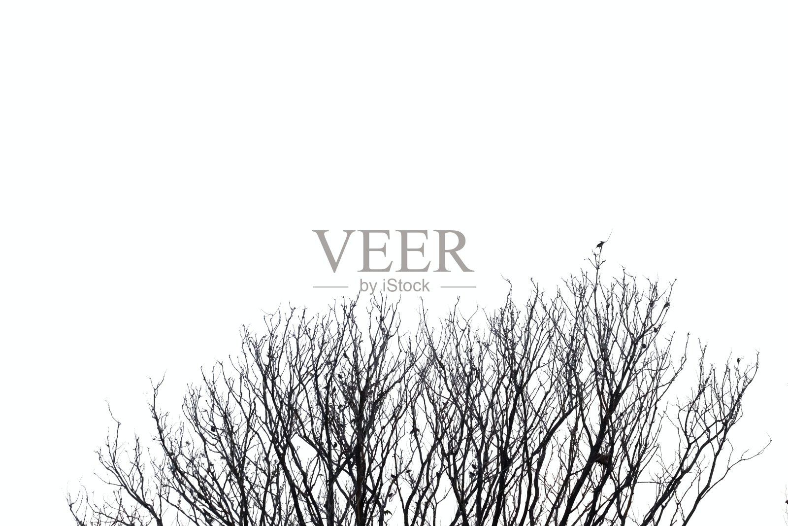 模糊了一排死树枝，一群热带鸟坐在上面照片摄影图片