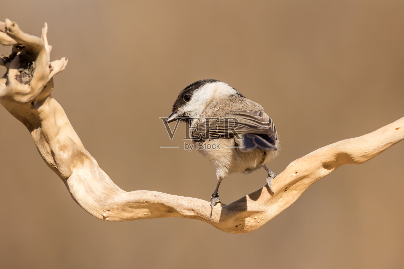 沼泽山雀(Poecile palustris)是山雀科和山雀属的一种雀形目鸟类照片摄影图片