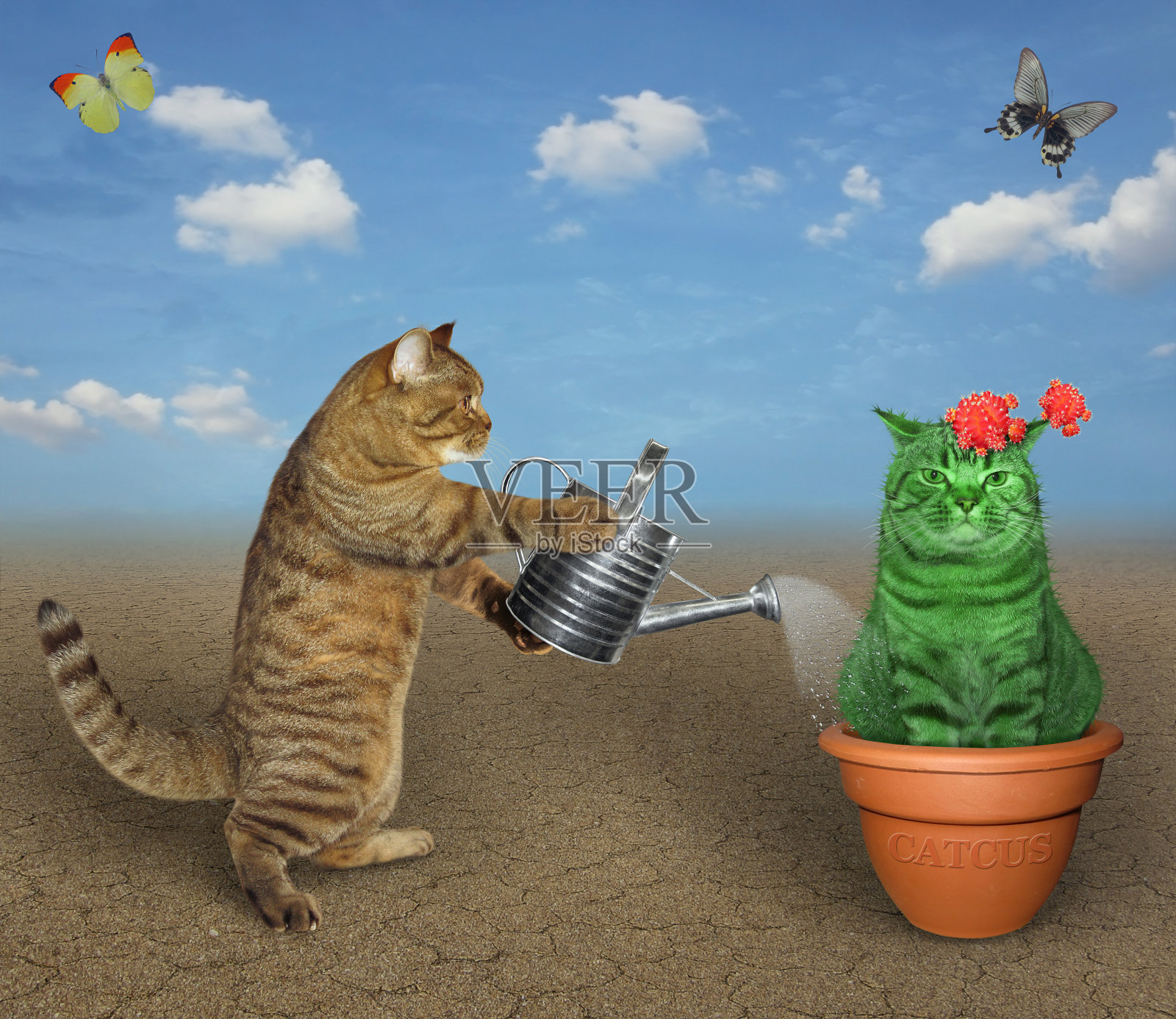 在沙漠里给仙人掌浇水的猫插画图片素材