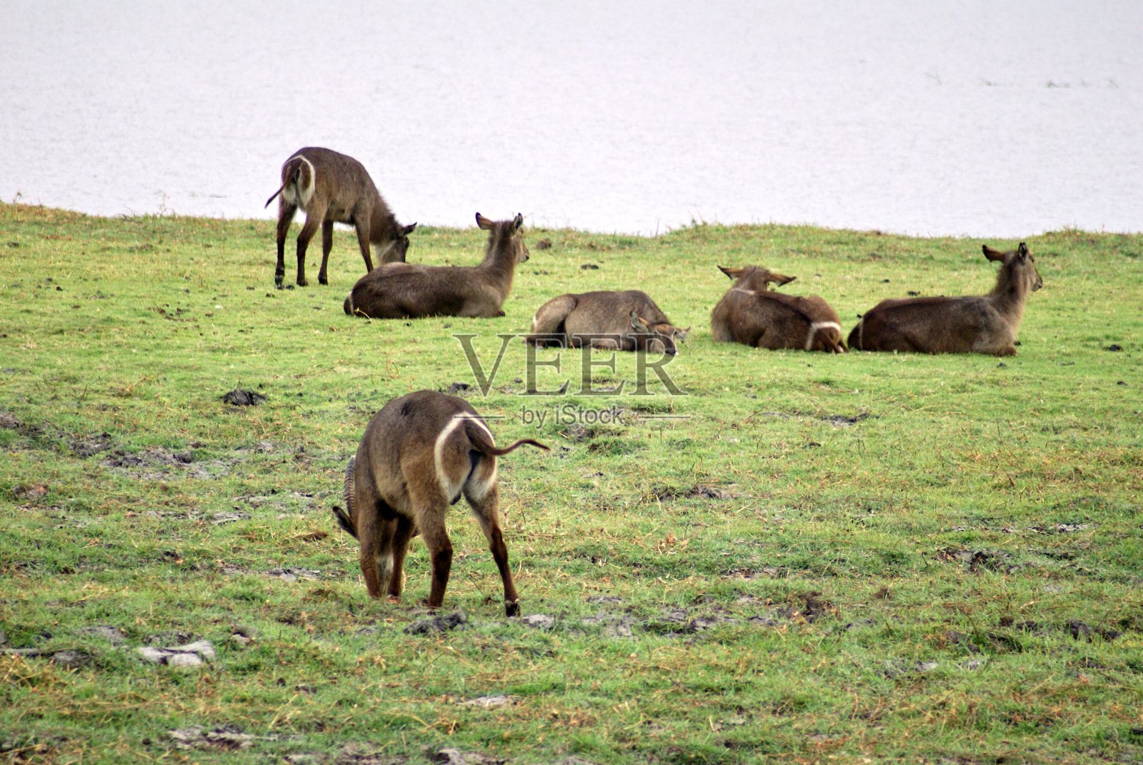 丘比国家公园的Waterbuck照片摄影图片