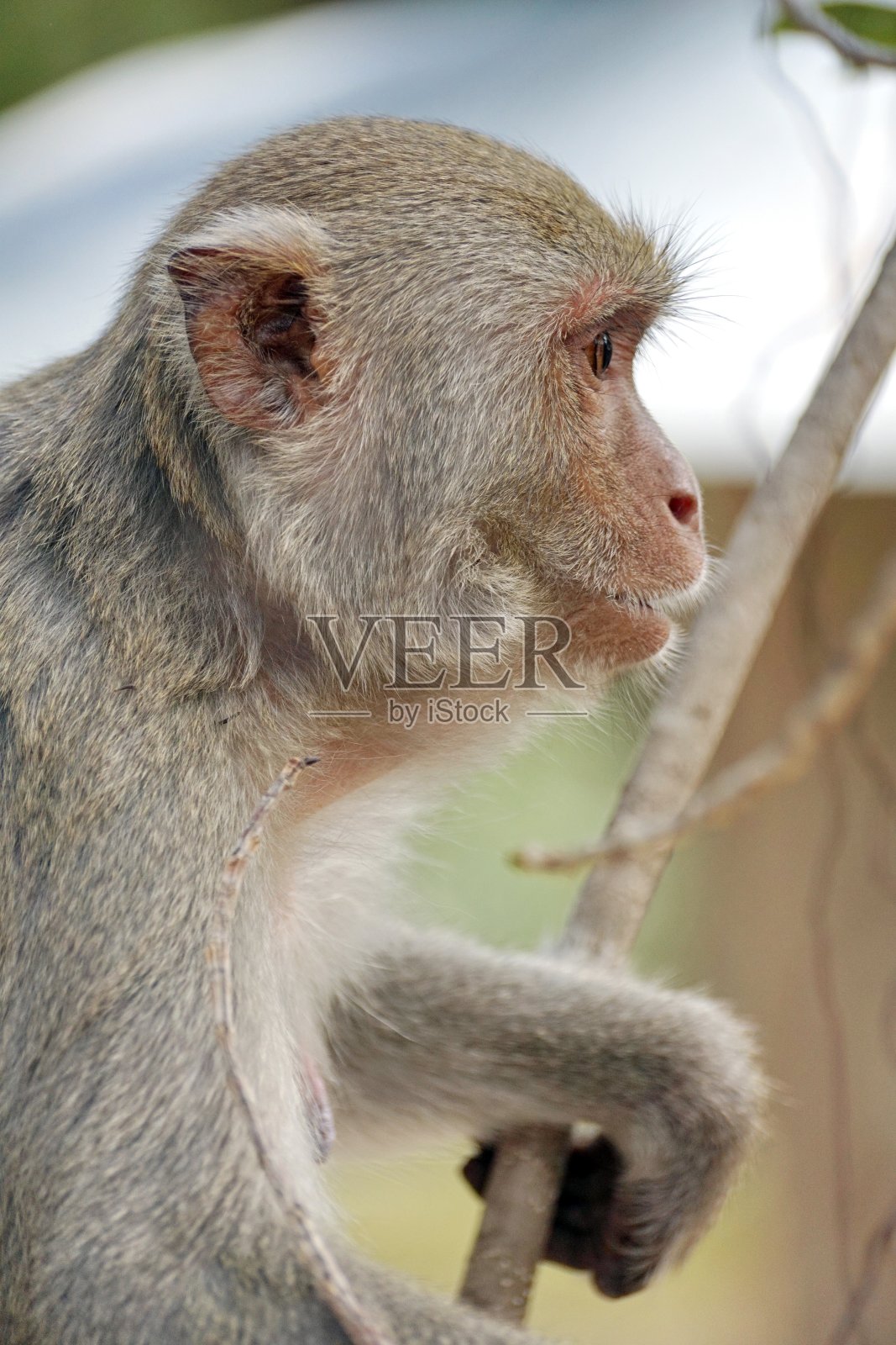 猴子在越南照片摄影图片