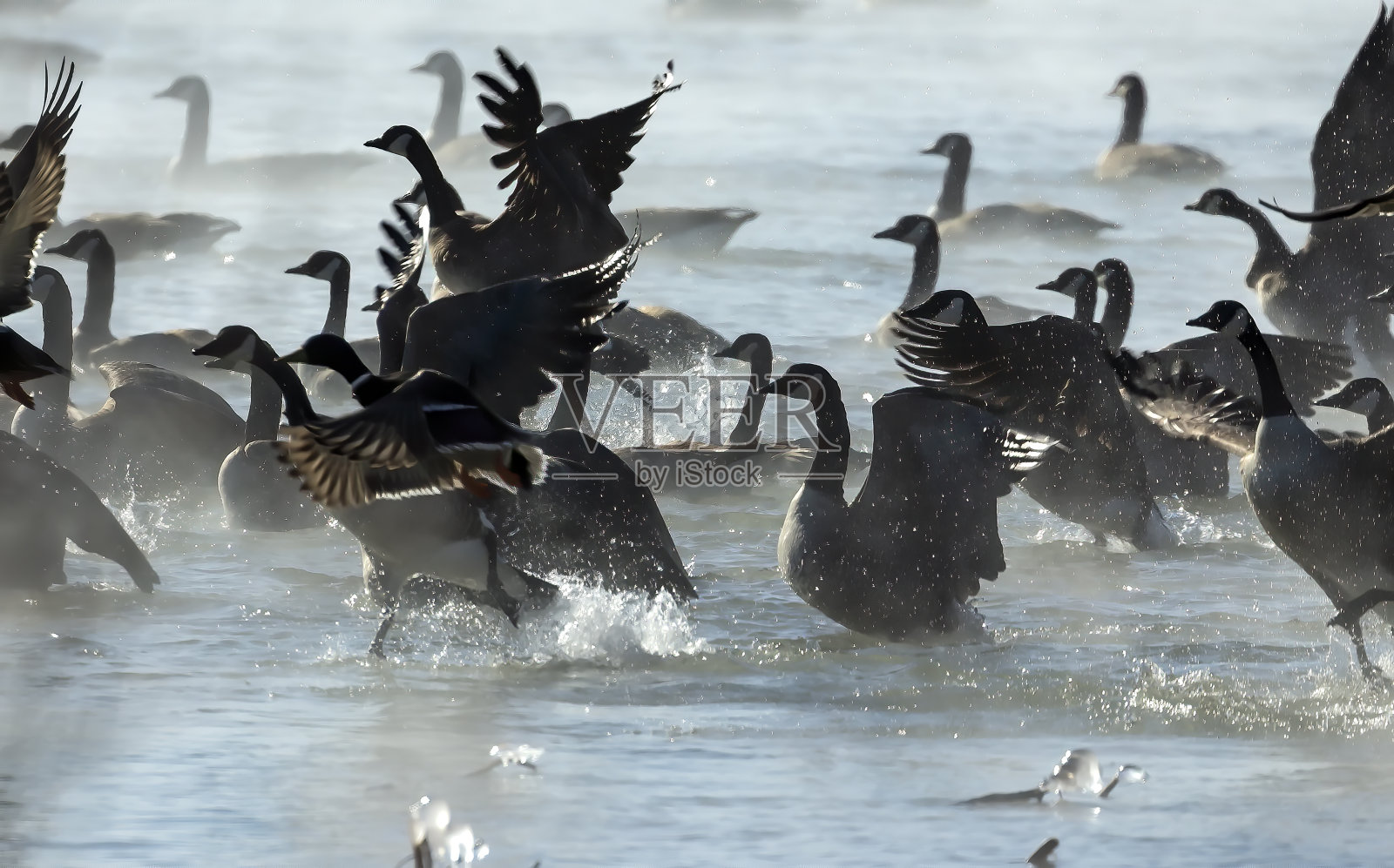 鹅。黎明时分，一群加拿大鹅和绿头鸭从田野返回时降落在密歇根湖上。照片摄影图片