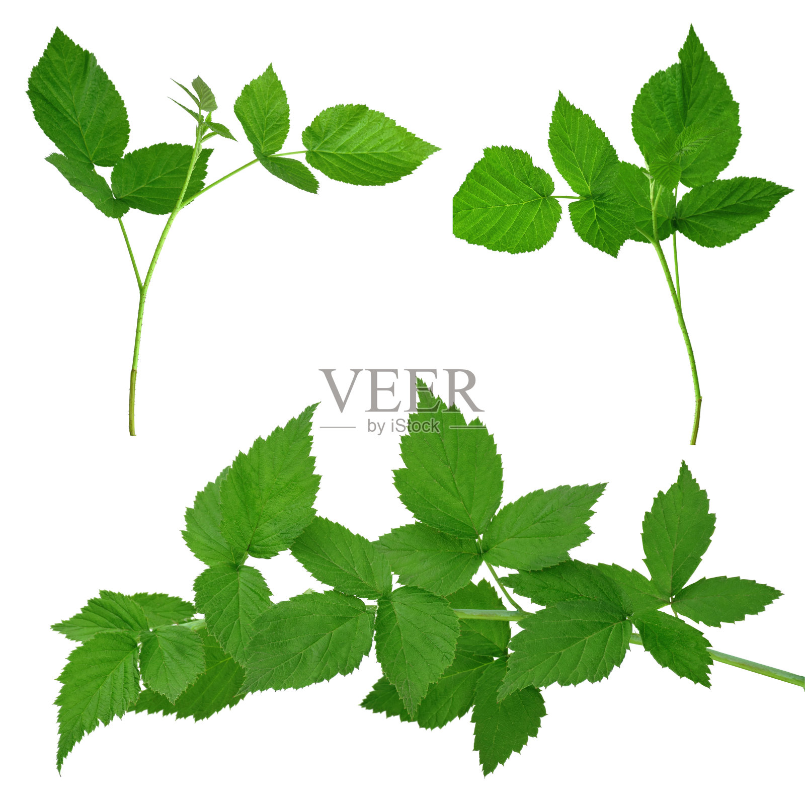 一组覆盆子叶子。植物设计元素。药用植物。草药。孤立的没有影子。照片摄影图片