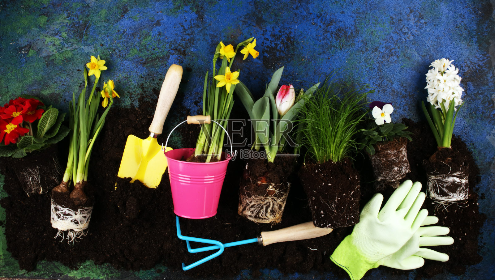 园艺。一套工具的园丁和花盆与美丽的春天的花和郁金香照片摄影图片