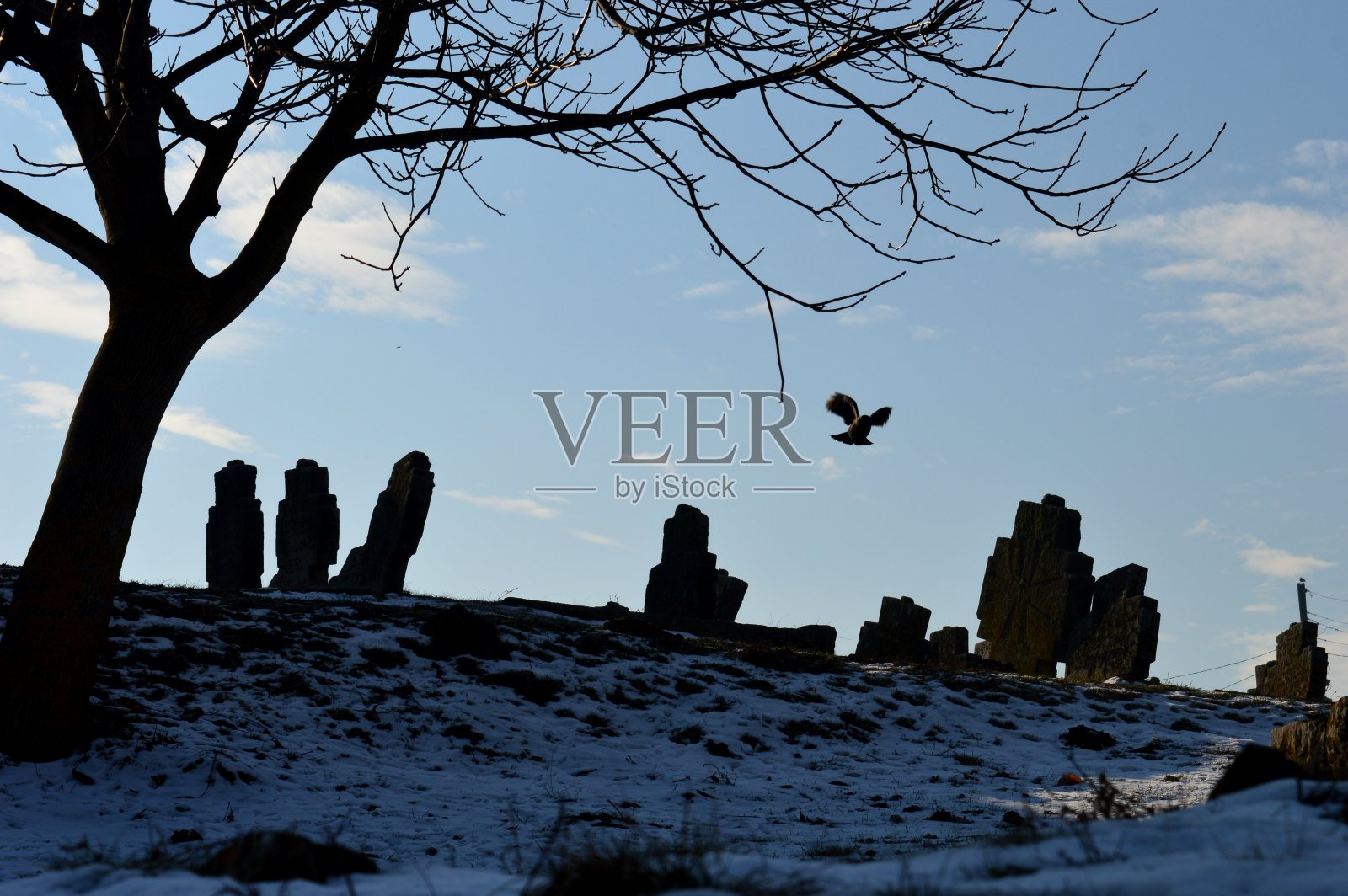 一只鸟飞过墓地照片摄影图片