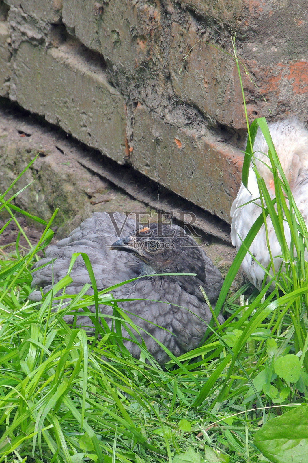 白鸡。村照片摄影图片