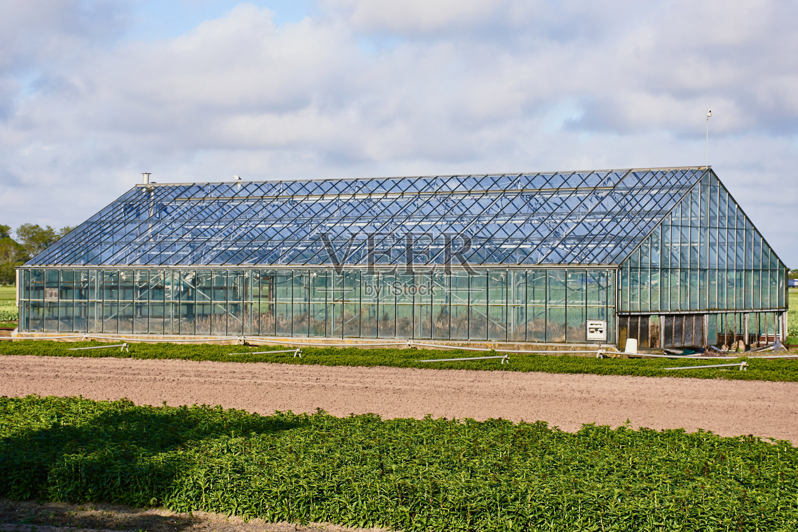 在荷兰温室照片摄影图片