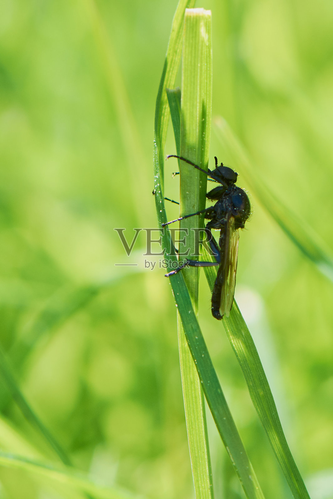 盗蝇的微距照片摄影图片