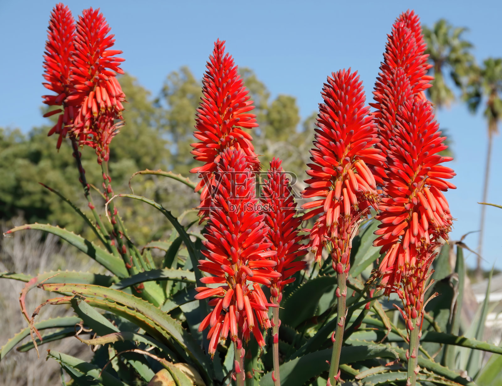 火炬芦荟照片摄影图片