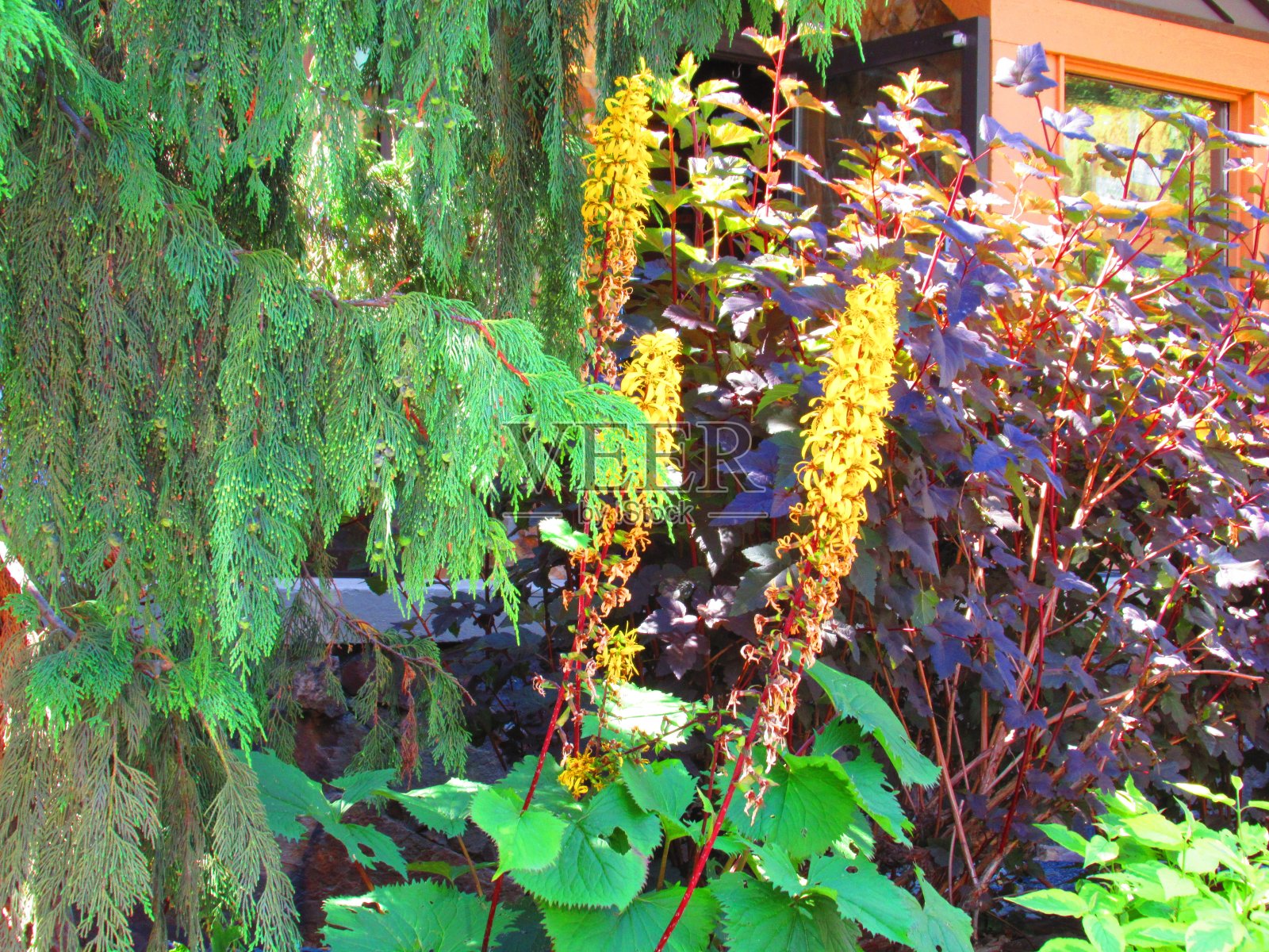 小可爱的花朵照片摄影图片