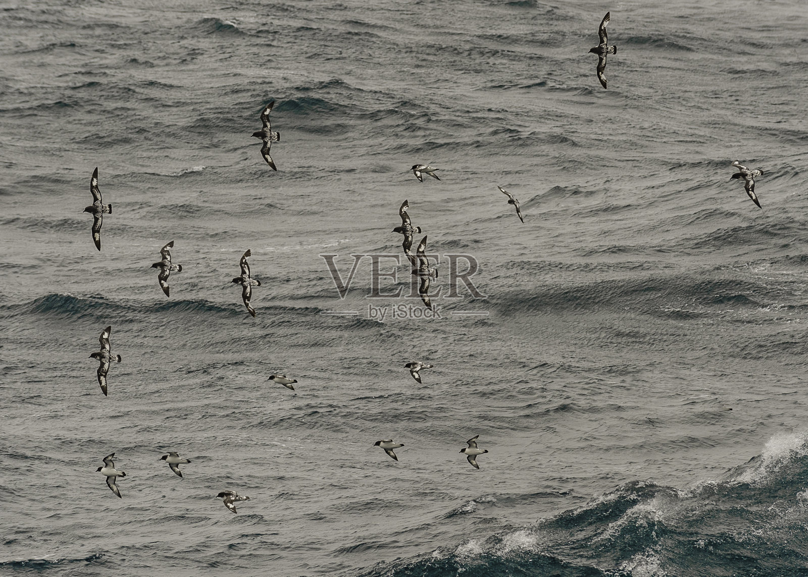 会飞的海燕(Daption capense)是南大洋中一种常见的原蛾科海鸟。它有时也被称为富尔马角，鸽子角，或平塔朵海燕。海斯科照片摄影图片