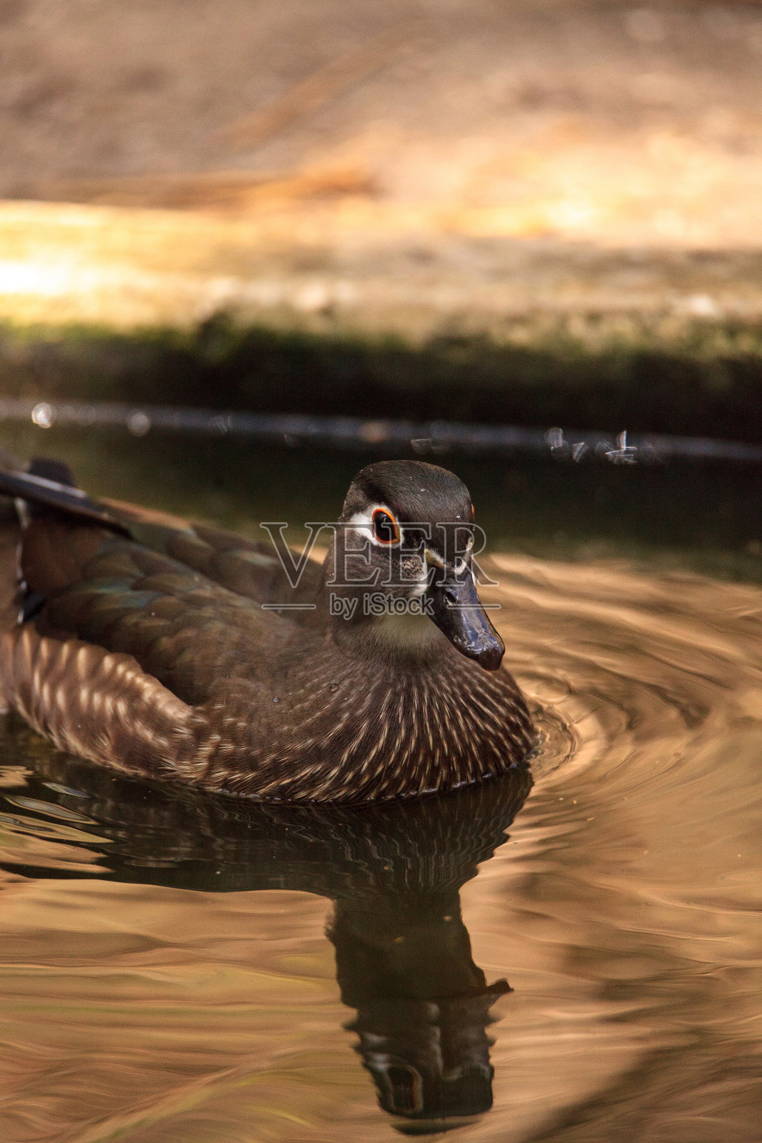 棕色母木鸭艾克斯海绵照片摄影图片