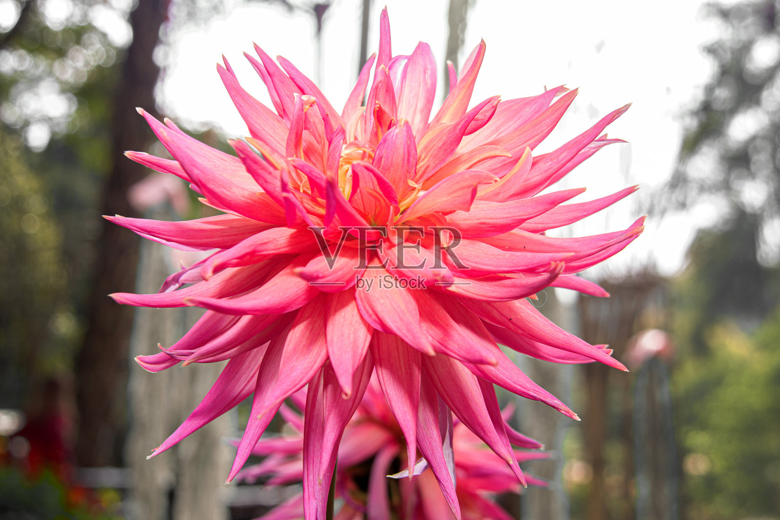 奇妙的粉红色花与阳光照片摄影图片