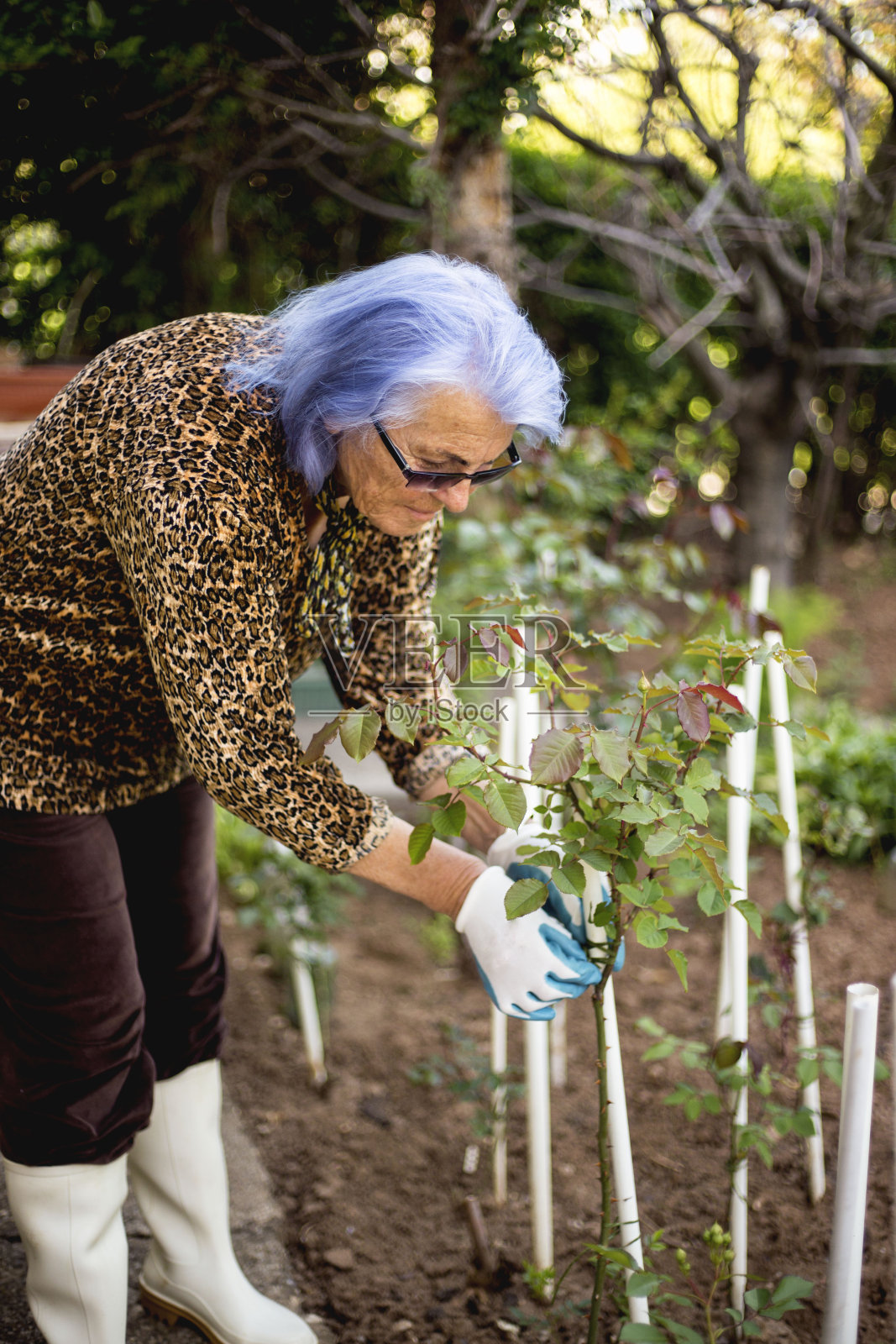妇女在美丽的春日园艺照片摄影图片