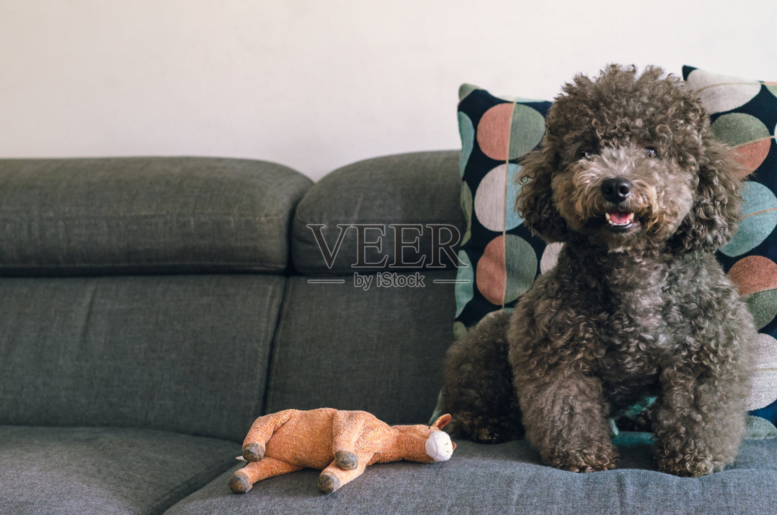 一只可爱的黑色狮子狗坐在沙发上照片摄影图片