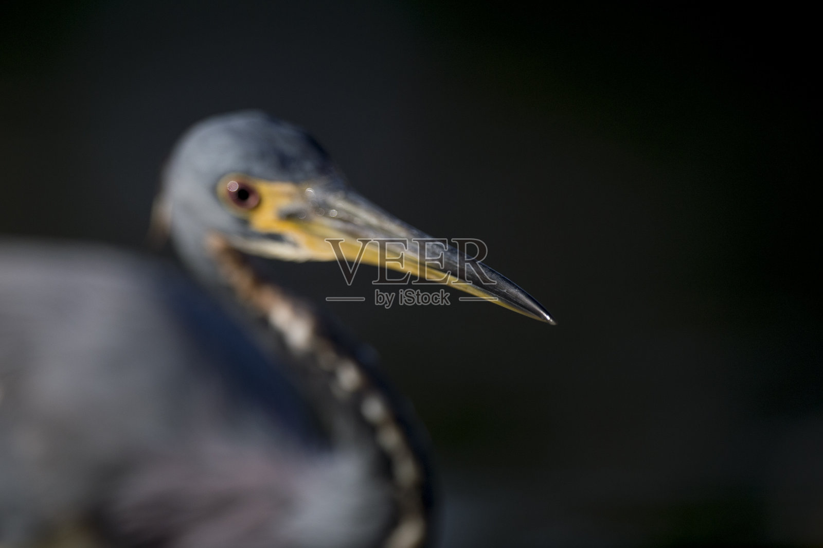 这张特写照片聚焦在一只三色鹭的喙尖上，在早晨的阳光下，它有着黑色的背景。照片摄影图片