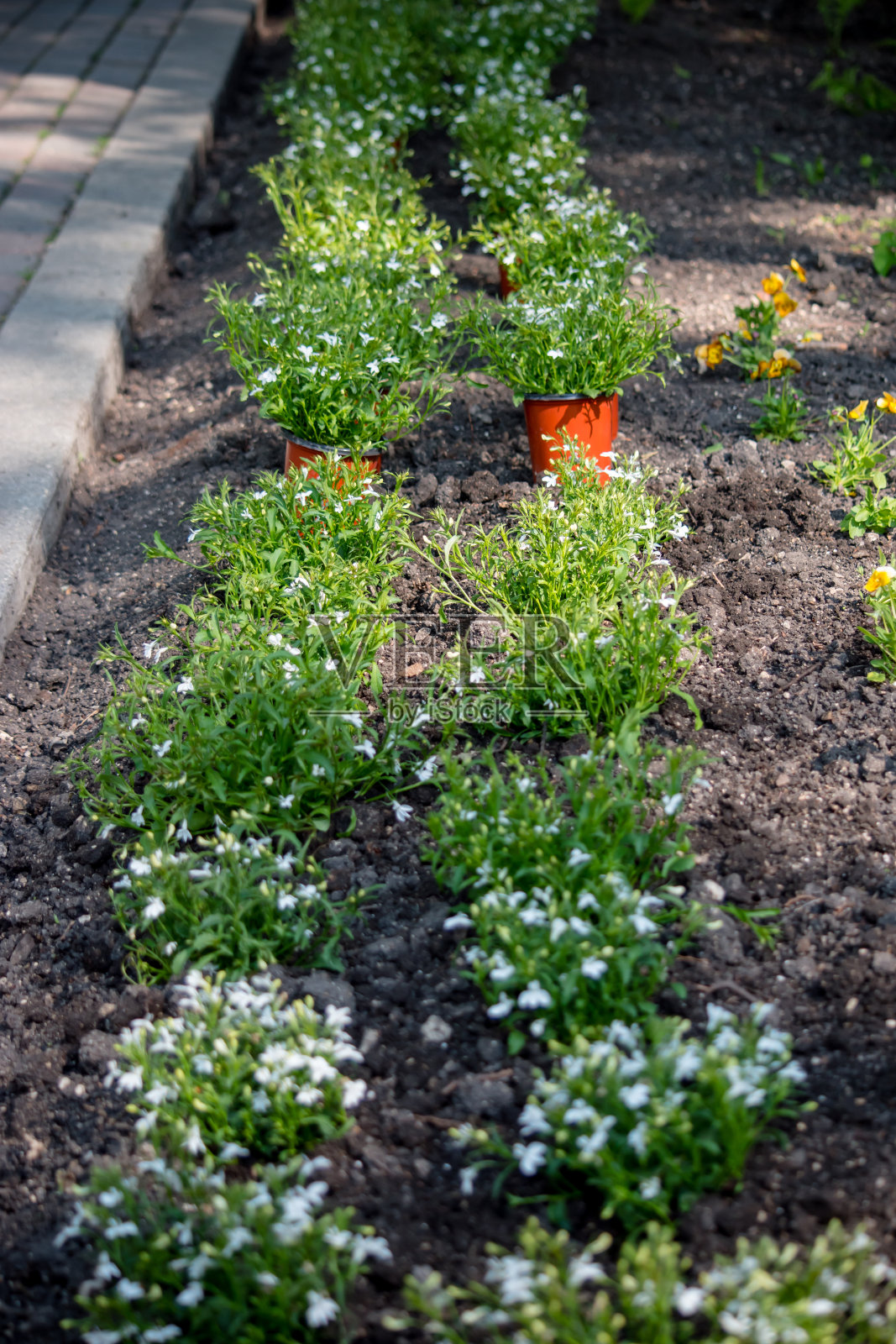 半边莲移植照片摄影图片