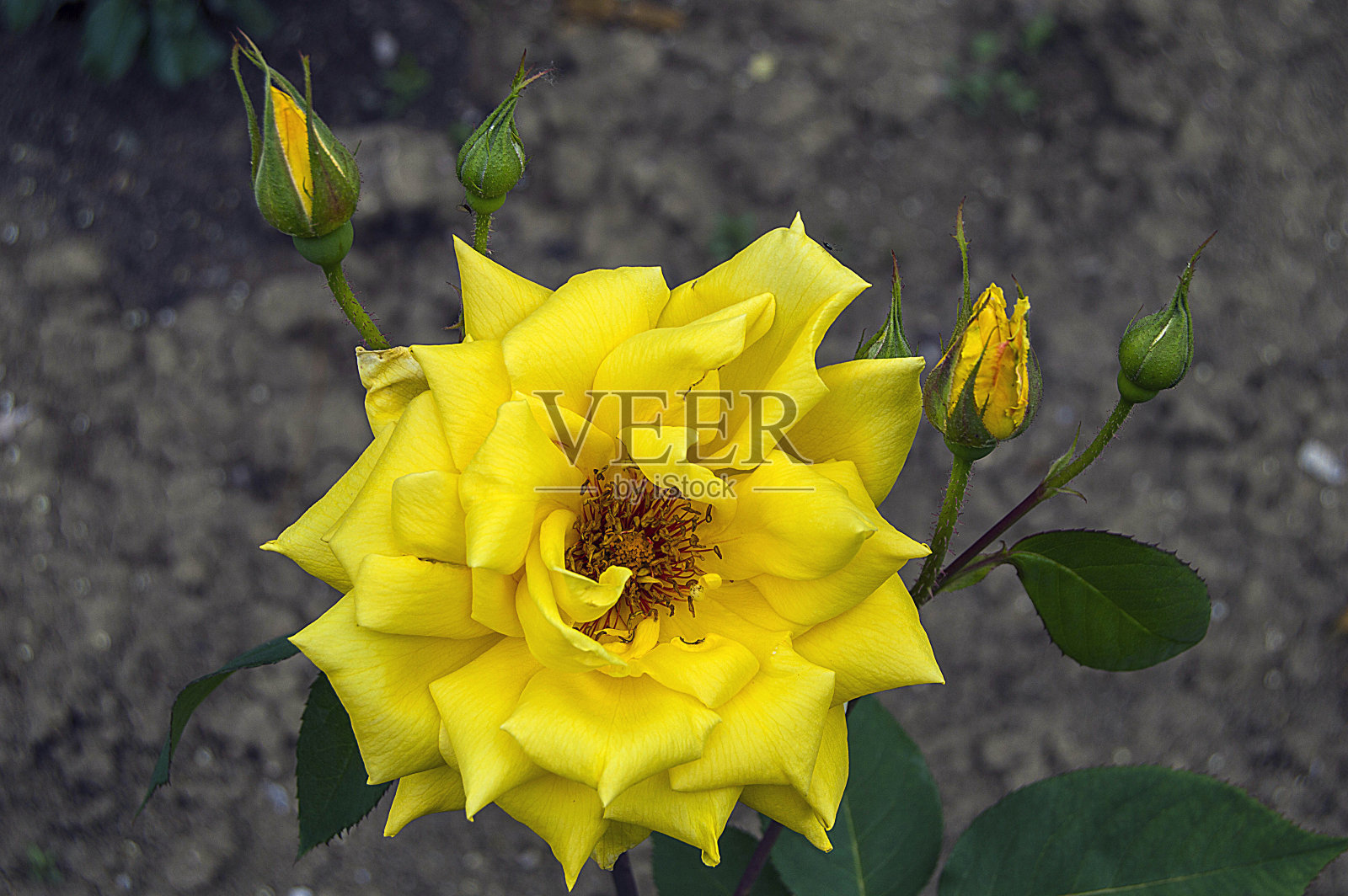 黄色玫瑰，用于photoshop的黄色玫瑰图片，引人注目的美妙的黄色玫瑰，照片摄影图片