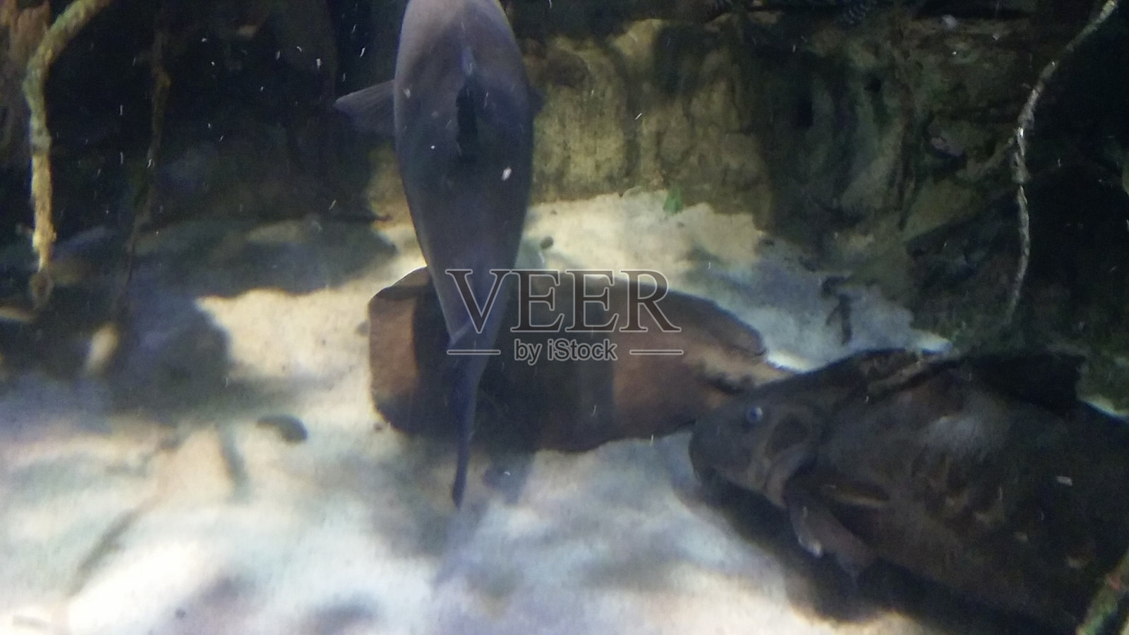 游泳的鱼照片摄影图片