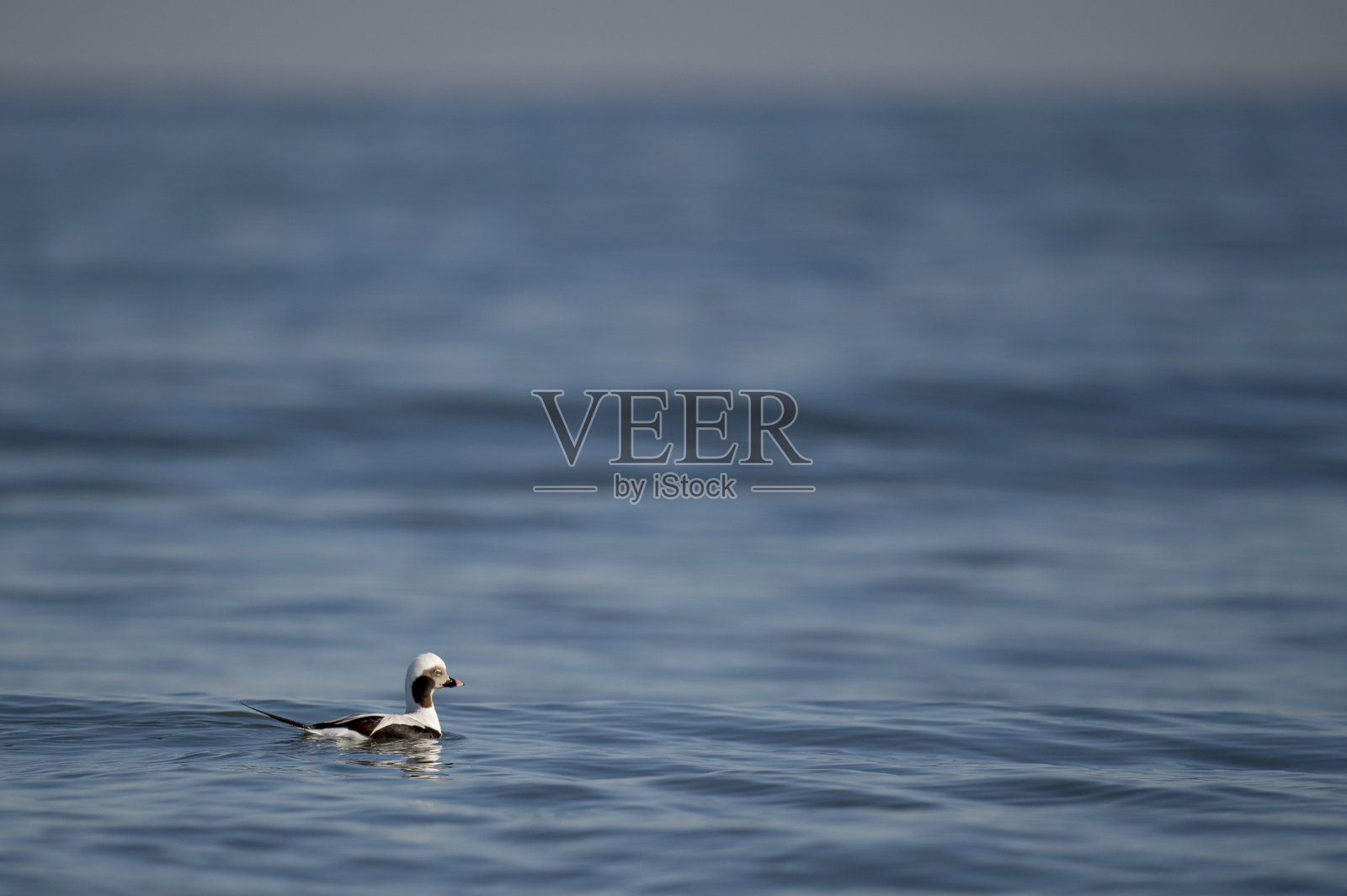 在一个阳光明媚的日子里，一只雄性长尾鸭在蓝色的水里游泳。照片摄影图片