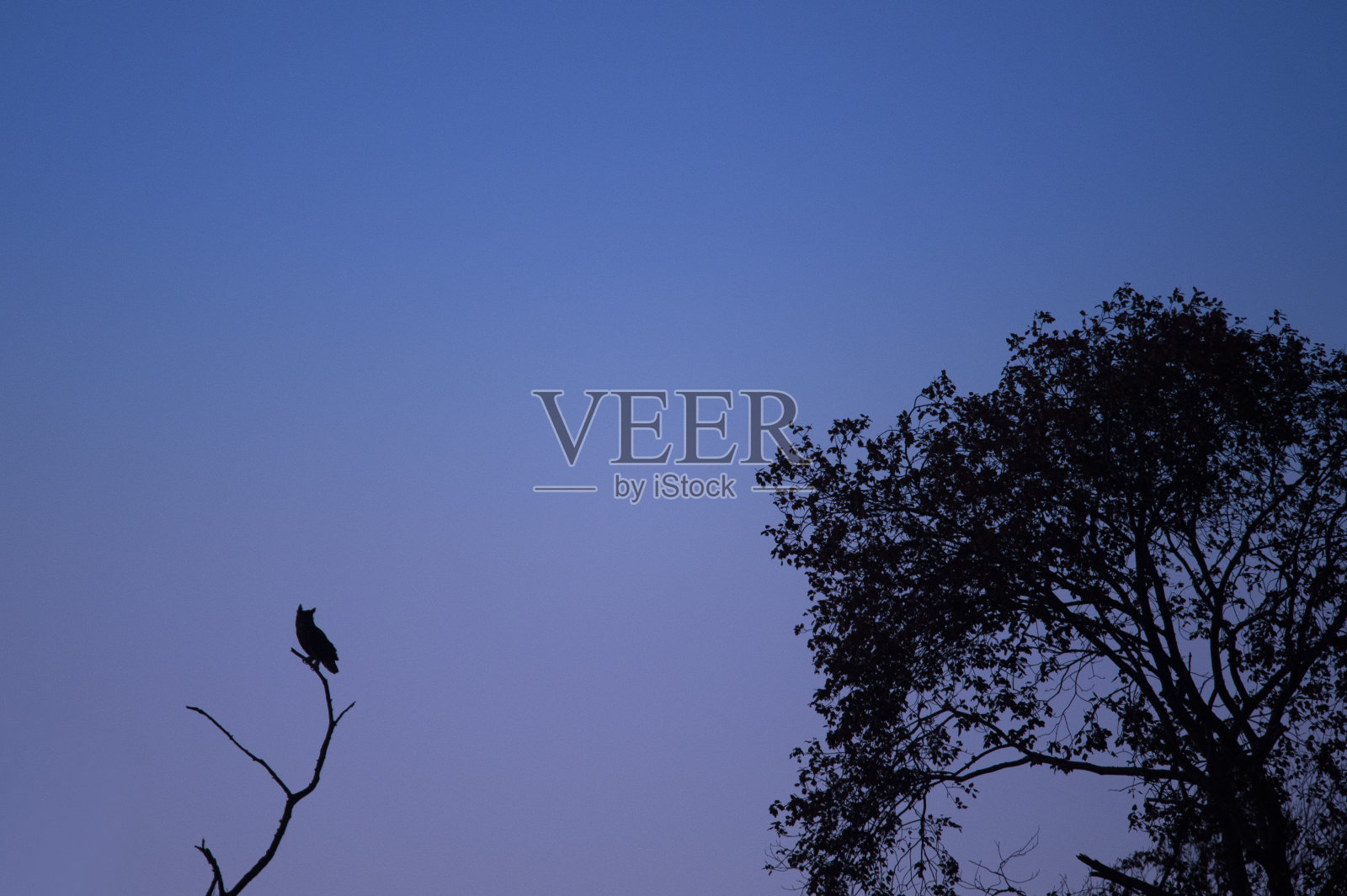 黄昏的天空中，一只大角猫头鹰栖息在一具死尸的剪影上。照片摄影图片