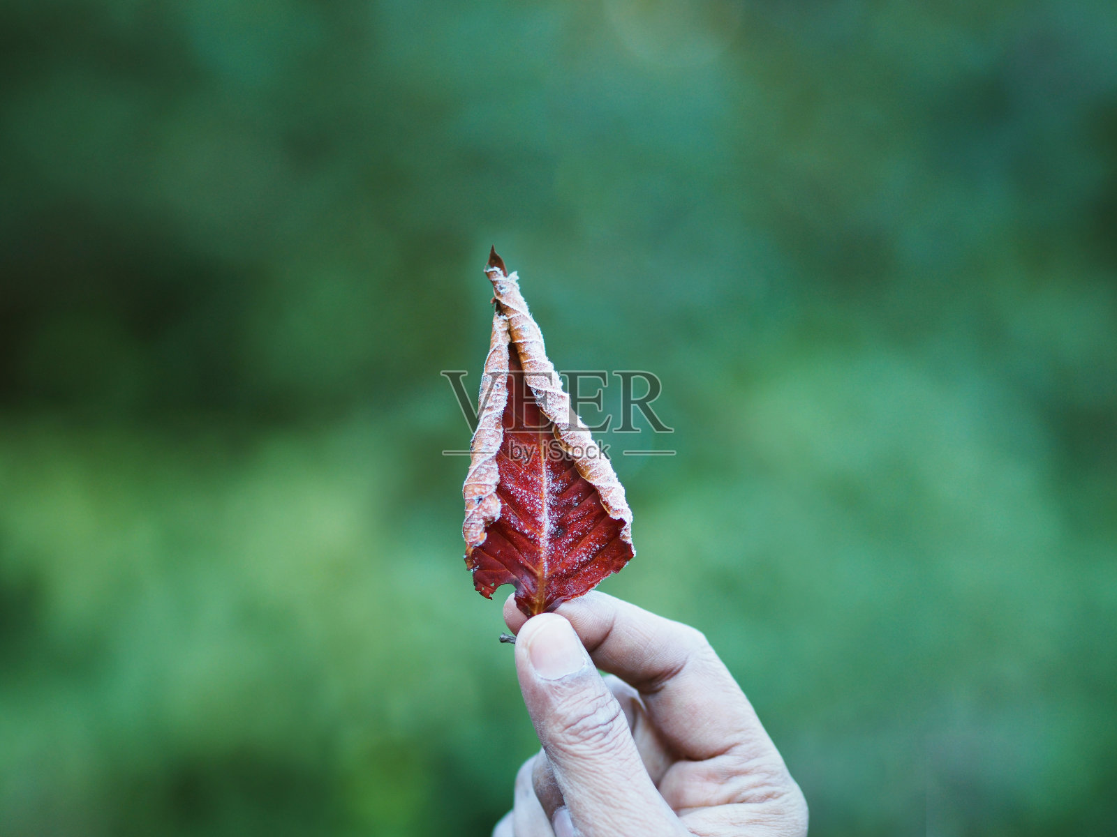 红叶带霜的女人苍白的手照片摄影图片