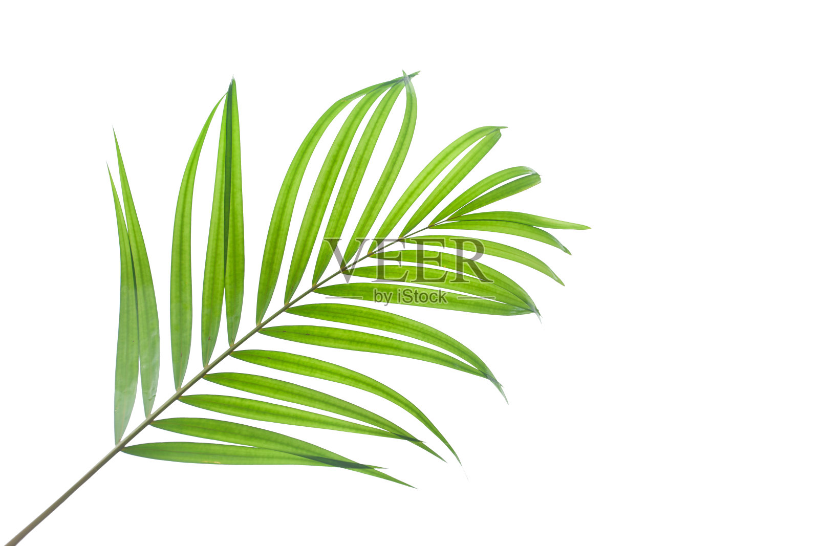 在白色背景上孤立的热带和椰子叶照片摄影图片