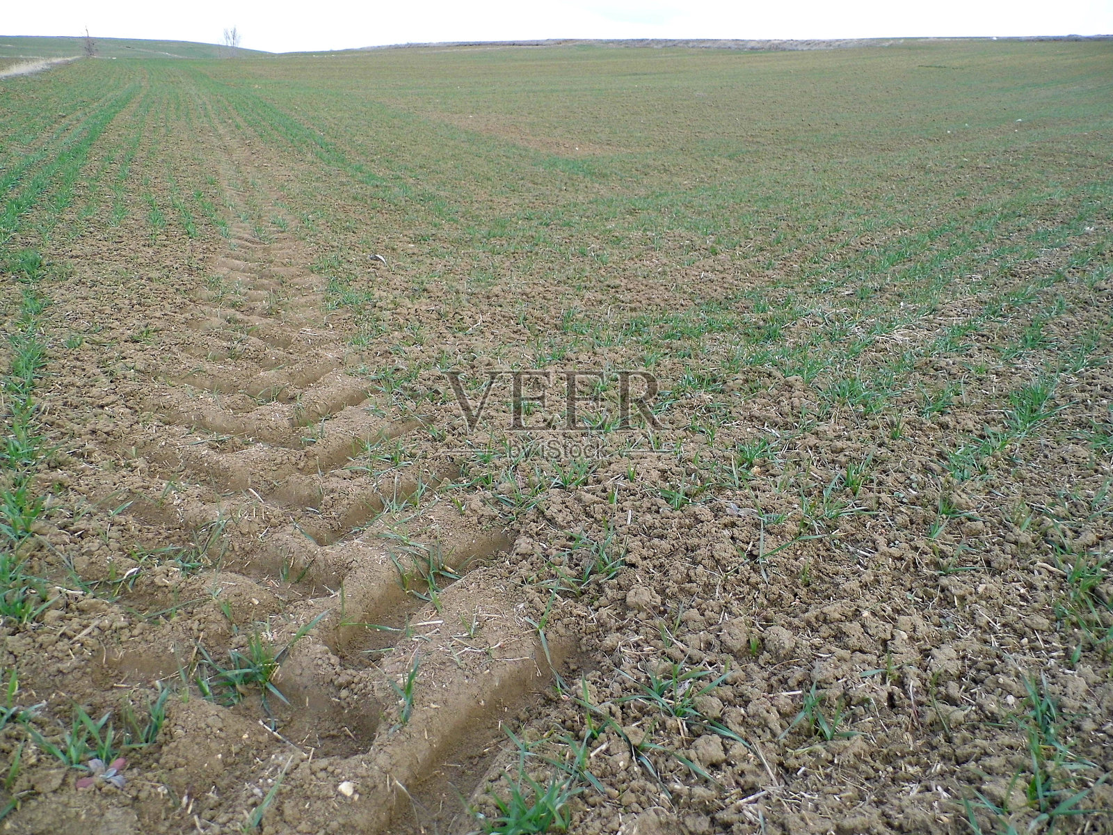 大麦和麦田，拖拉机跑道，小麦和大麦植物开始生长，照片摄影图片