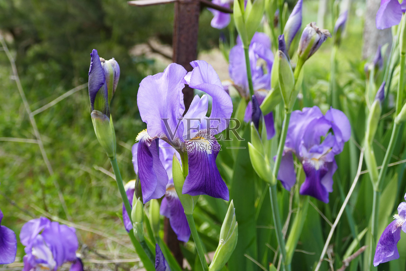 芝麻花,照片摄影图片