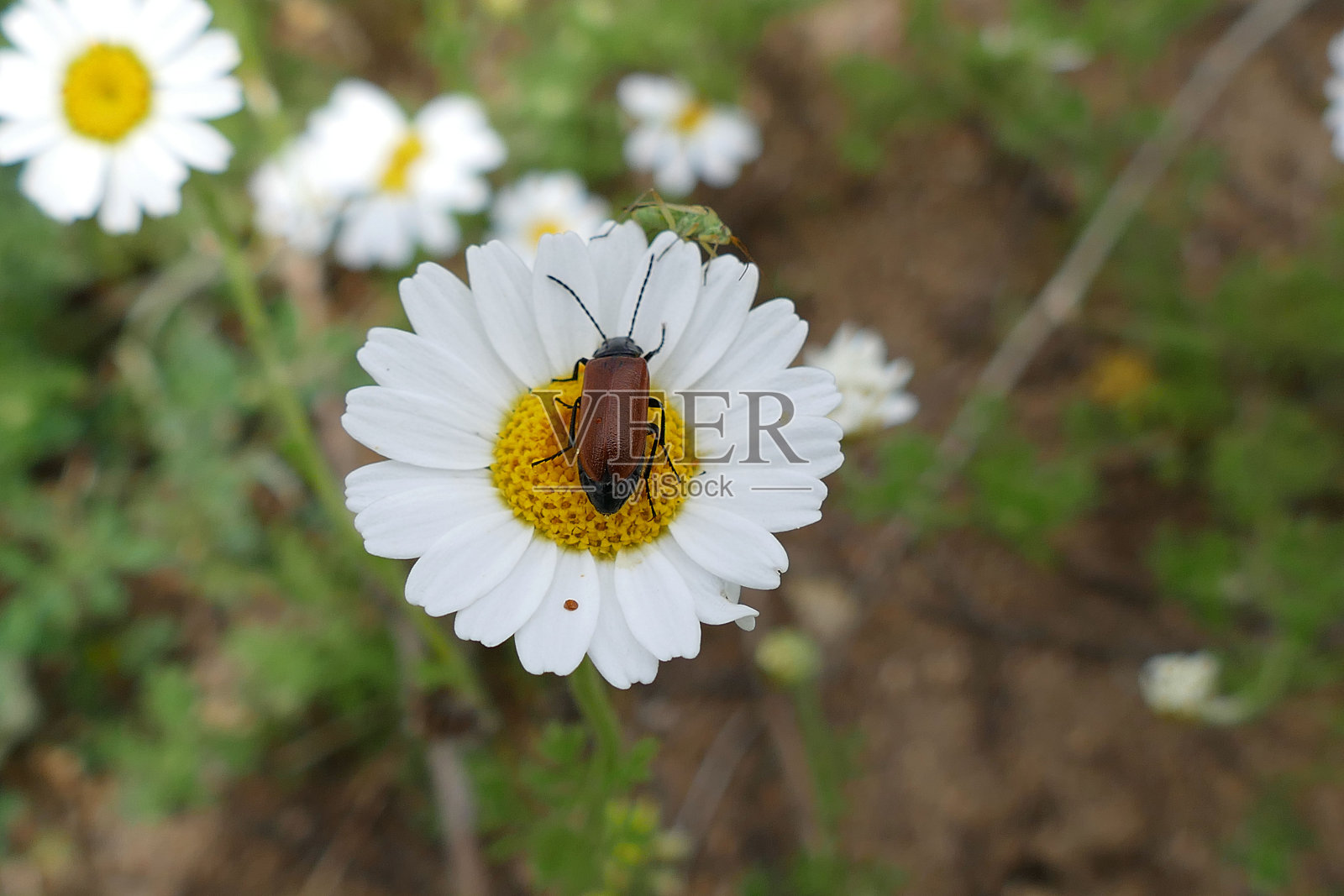 洋甘菊花和昆虫照片摄影图片