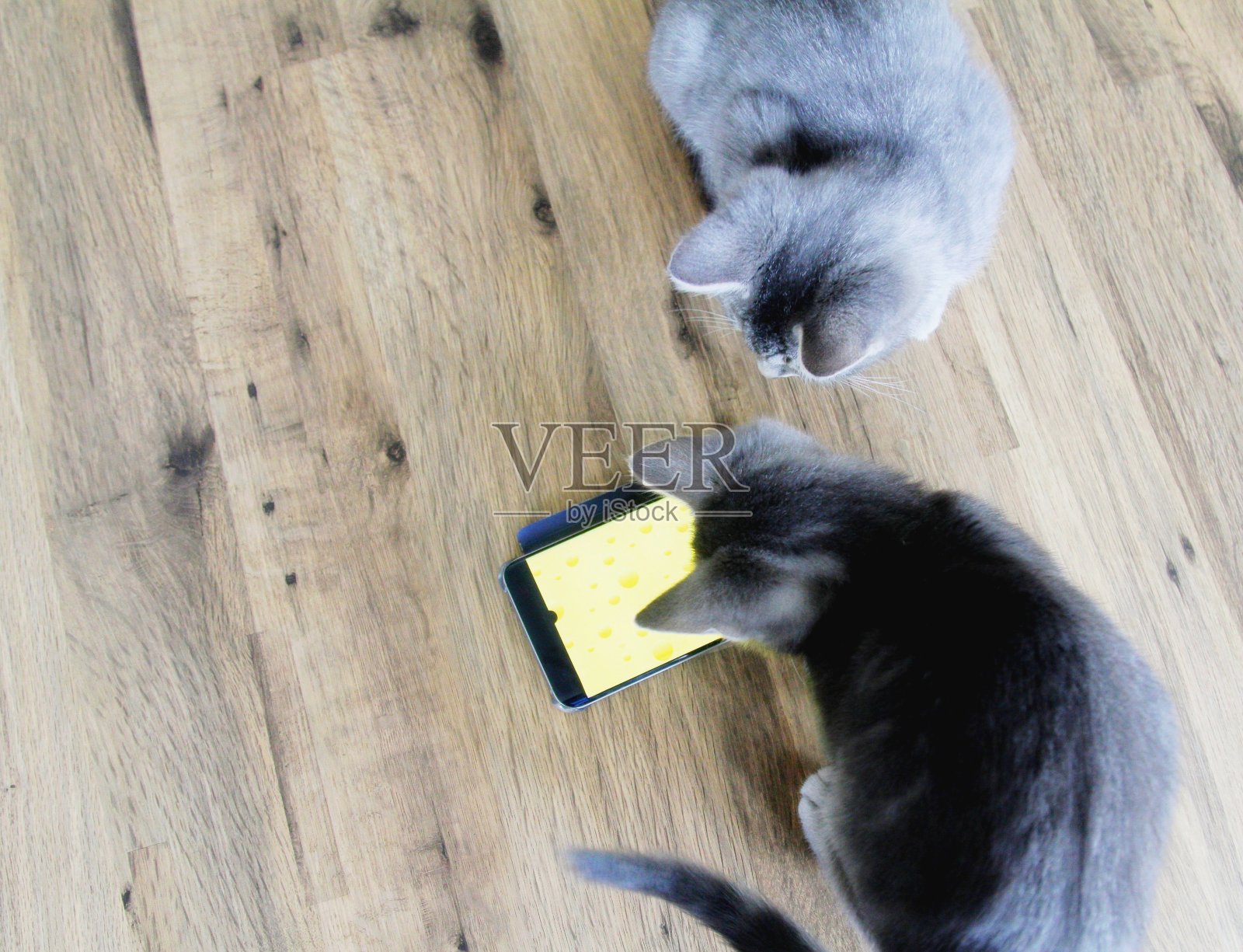 灰色虎斑猫玩手机照片摄影图片