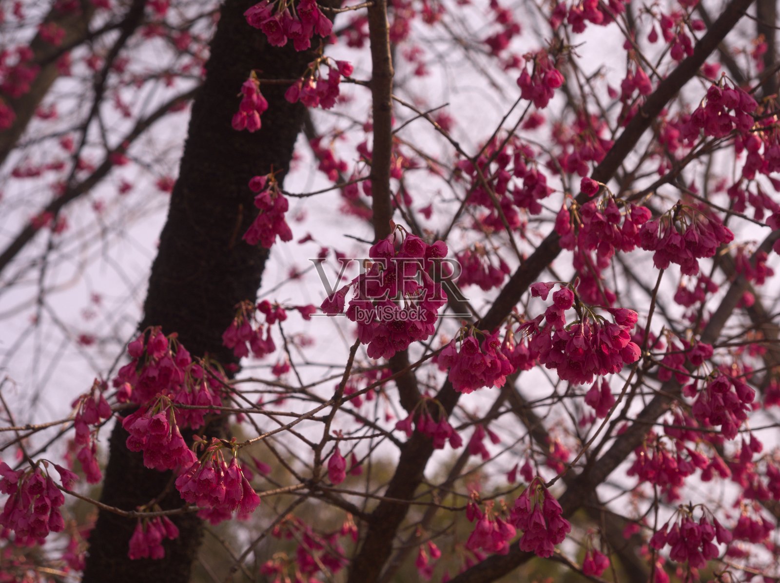 公园照片摄影图片