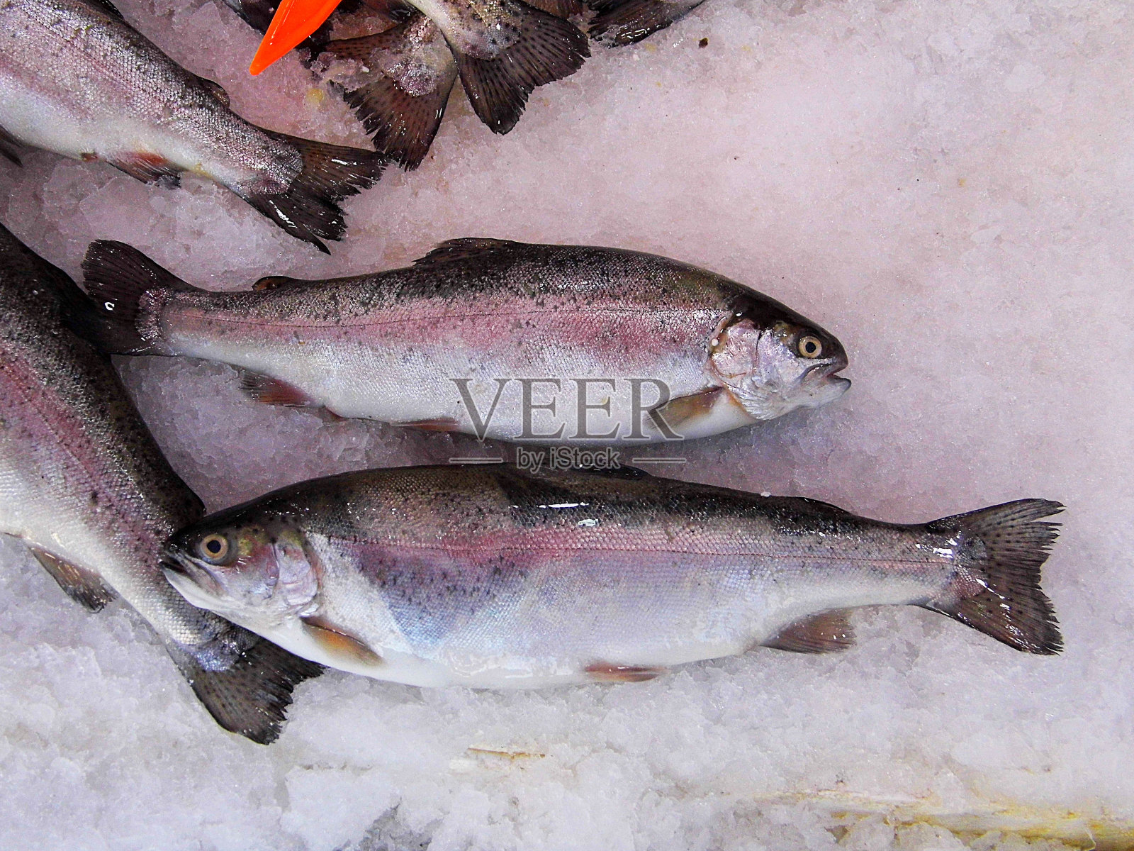 钓鱼店和各种海鱼，海鲜在冰，钓鱼店和各种海鱼，海鲜写在价格标签上，照片摄影图片