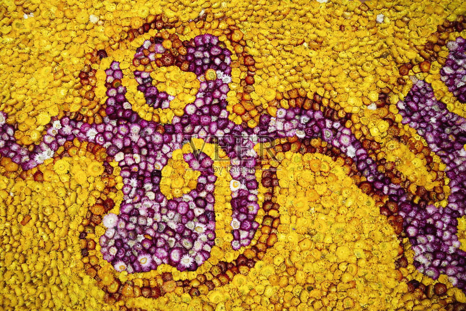 黛西的毯子照片摄影图片