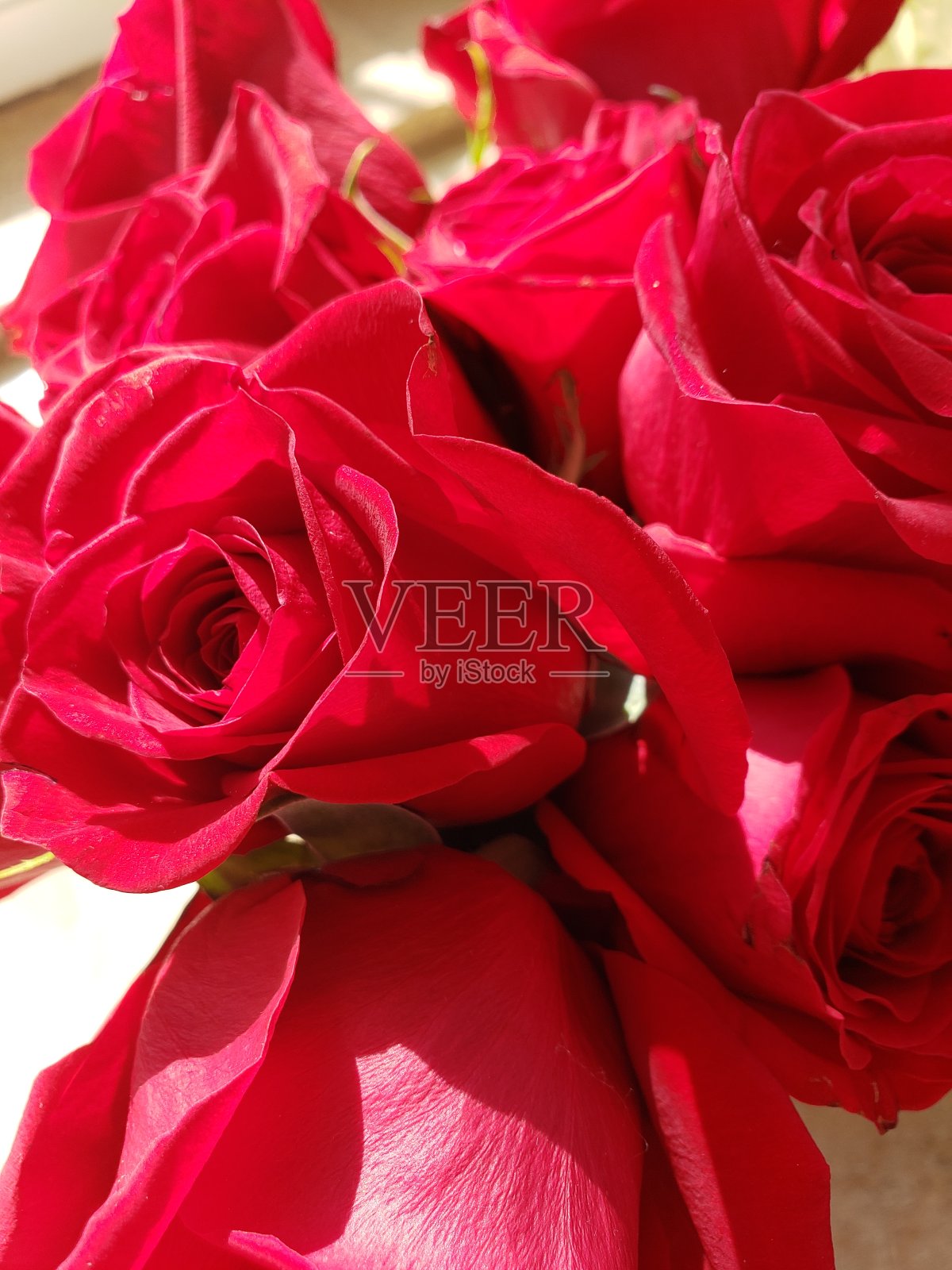 把鲜红的玫瑰紧紧地合在一起照片摄影图片