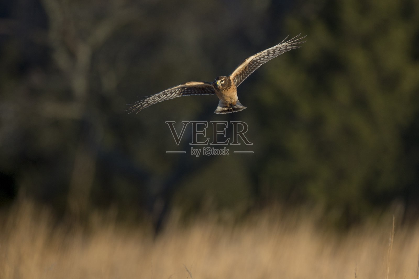 一只北鹞飞过一片开阔的田野，金色的夕阳照耀着它。照片摄影图片