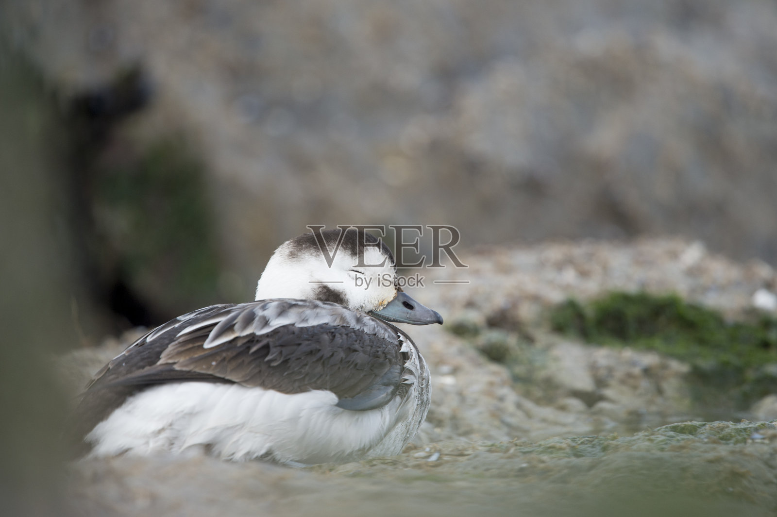 冬天，在柔和的阴天里，一只雌性长尾鸭在一块防波堤上休息。照片摄影图片