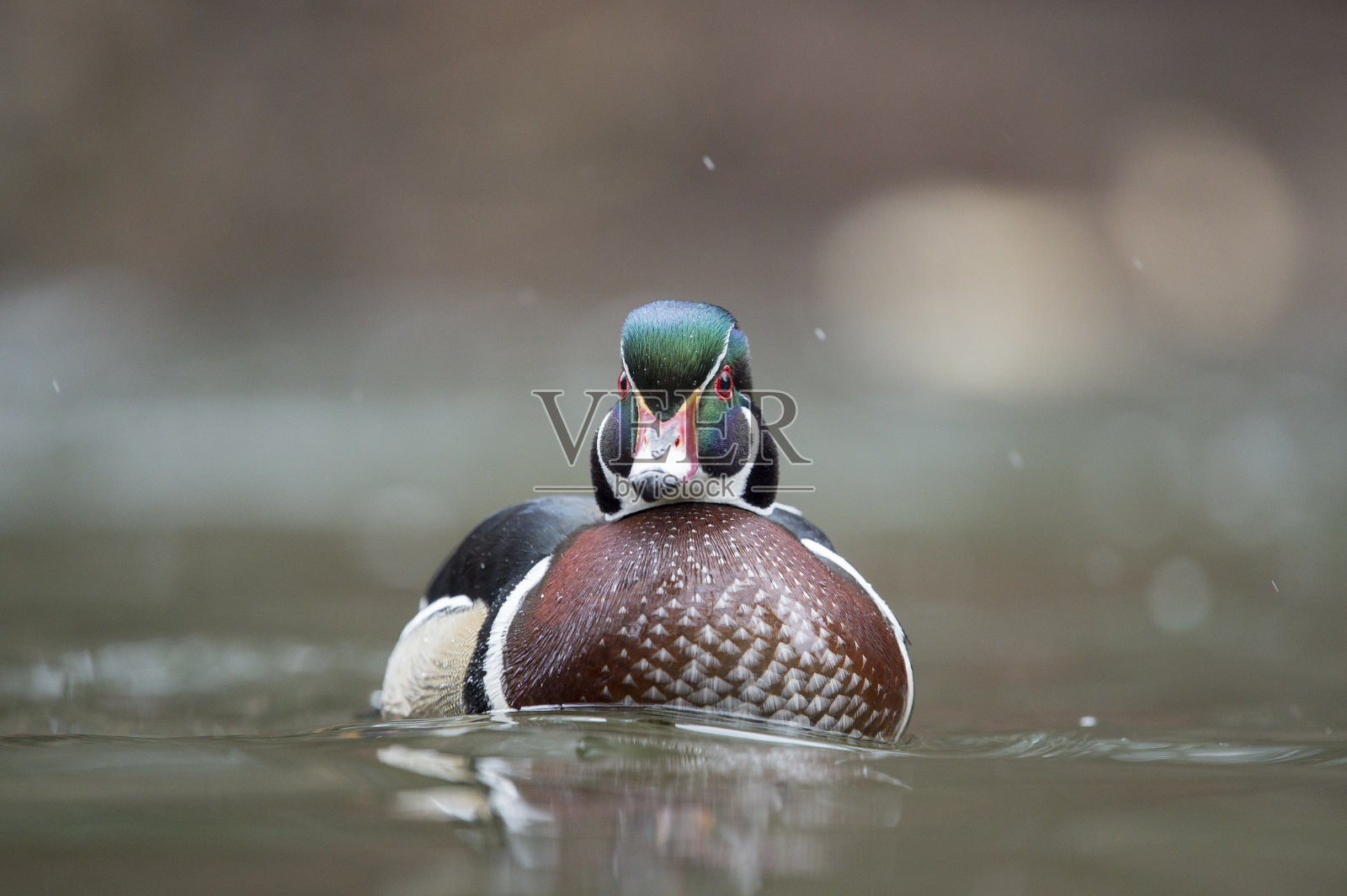 一只彩色的雄性木鸭在柔和的阴天里游泳，有着光滑的棕色背景。照片摄影图片