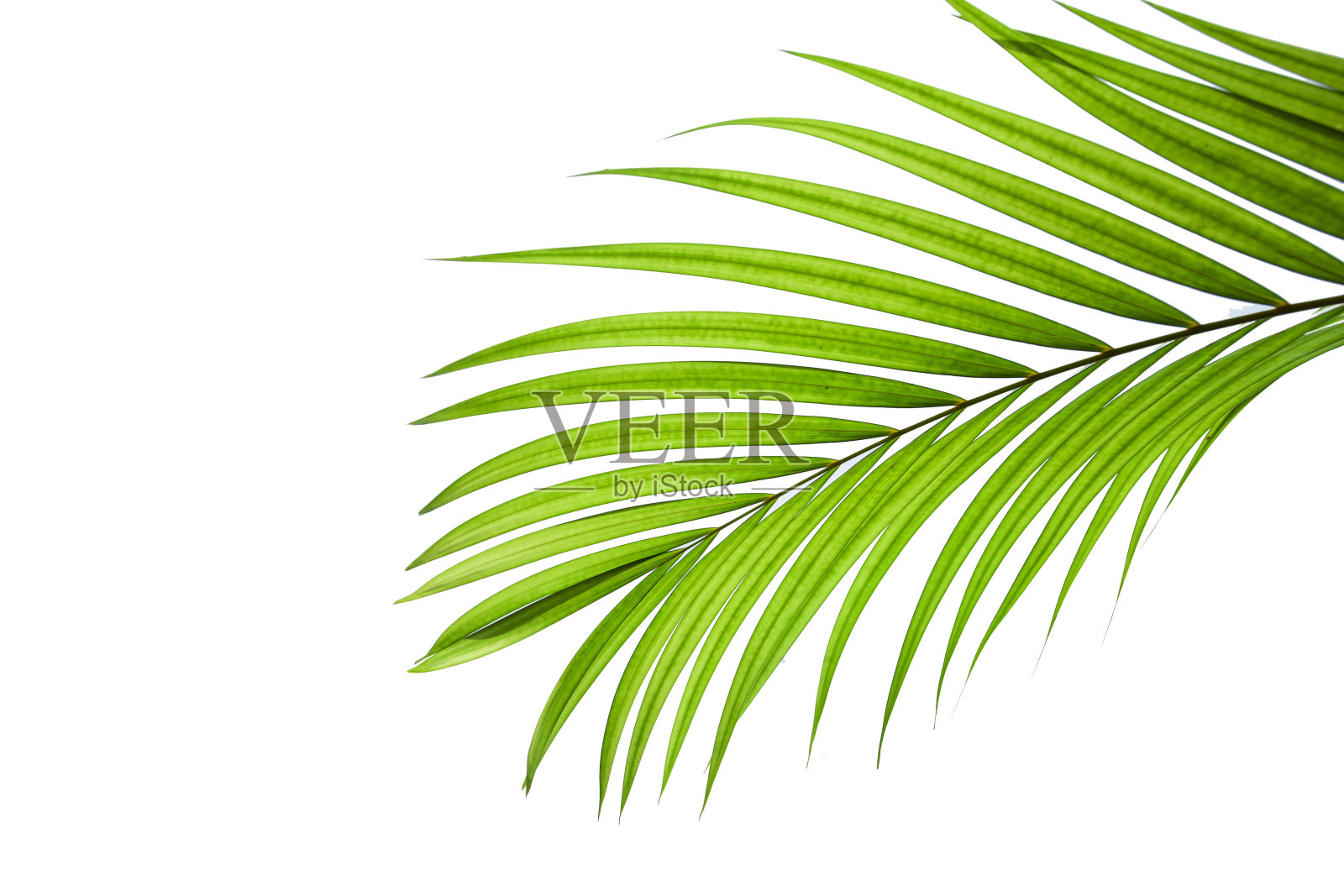 在白色背景上孤立的热带和椰子叶照片摄影图片