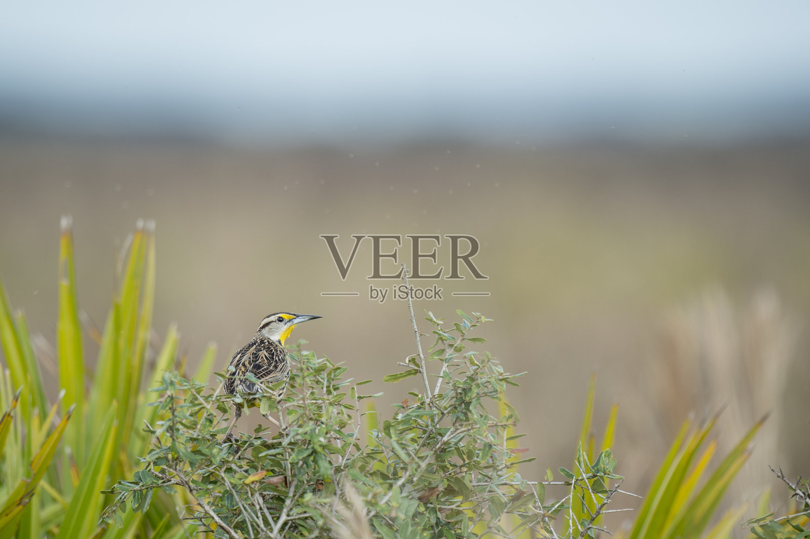 在柔和的阳光下，一片开阔的田野上，一只东草地鹨栖息在绿色的灌木丛中，旁边是亮绿色的棕榈叶。照片摄影图片