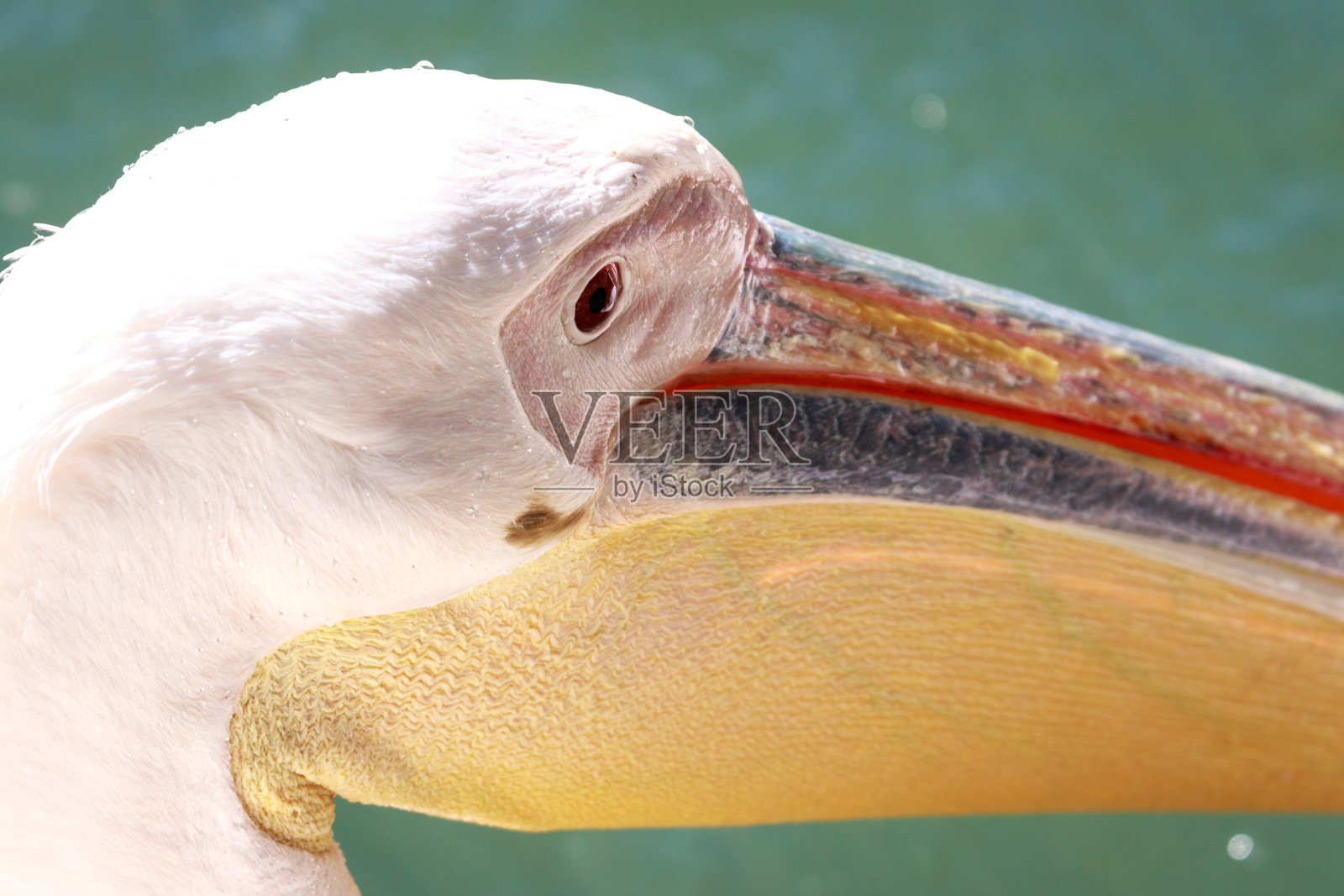 爱沙尼亚动物园里的大鹈鹕的特写。照片摄影图片