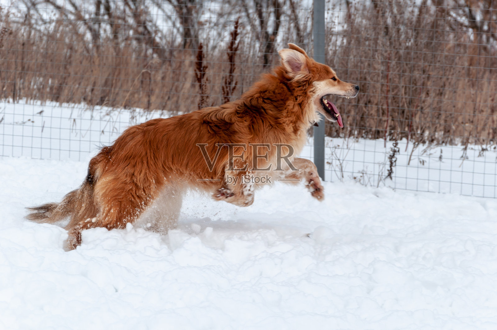 在雪地里奔跑玩耍的红色大狗照片摄影图片