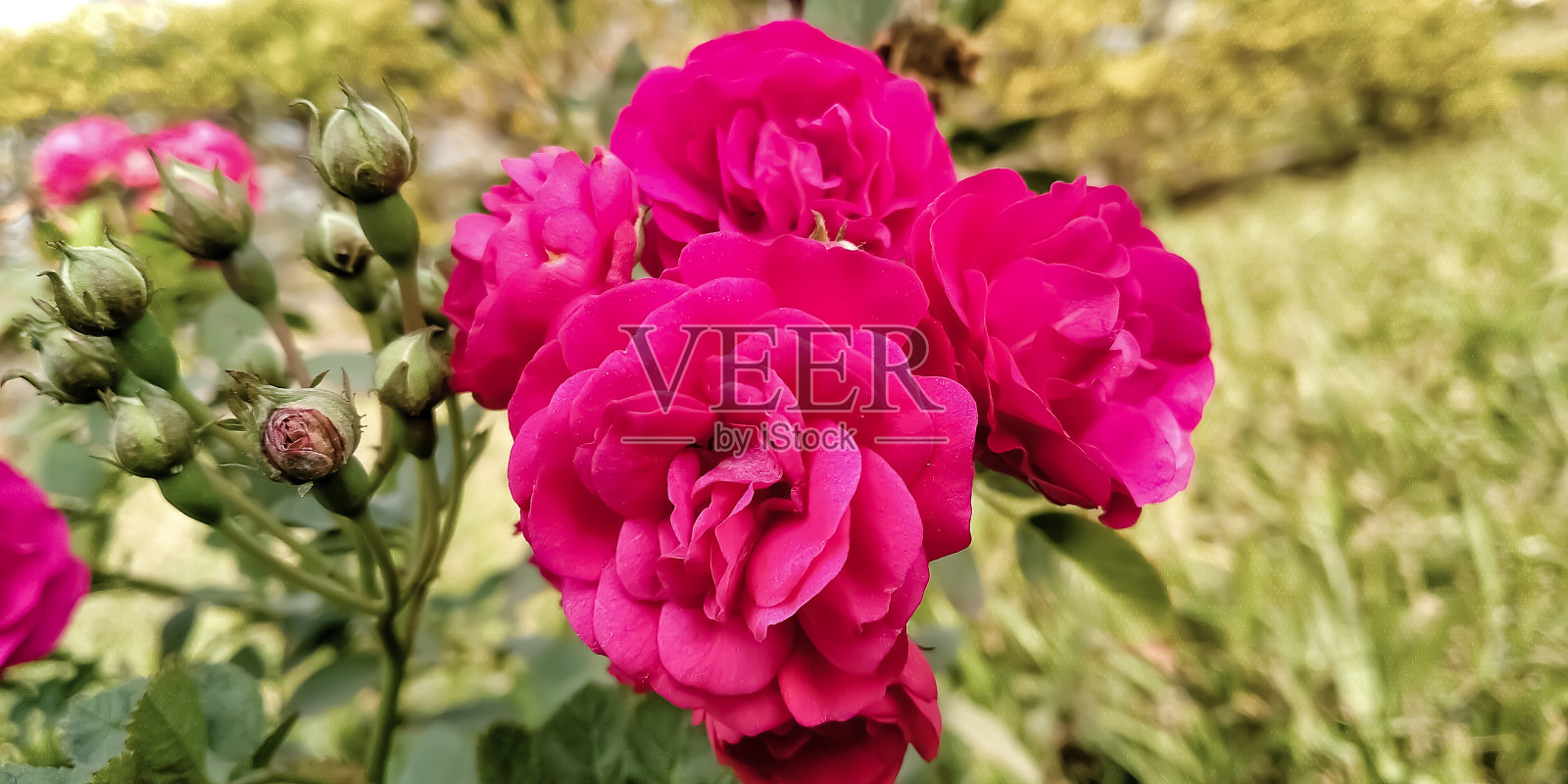 一群甜美的红色花园玫瑰在花园的枝头照片摄影图片