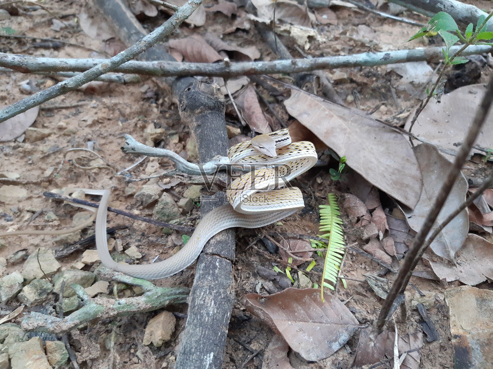 东方鞭蛇产于泰国南部照片摄影图片