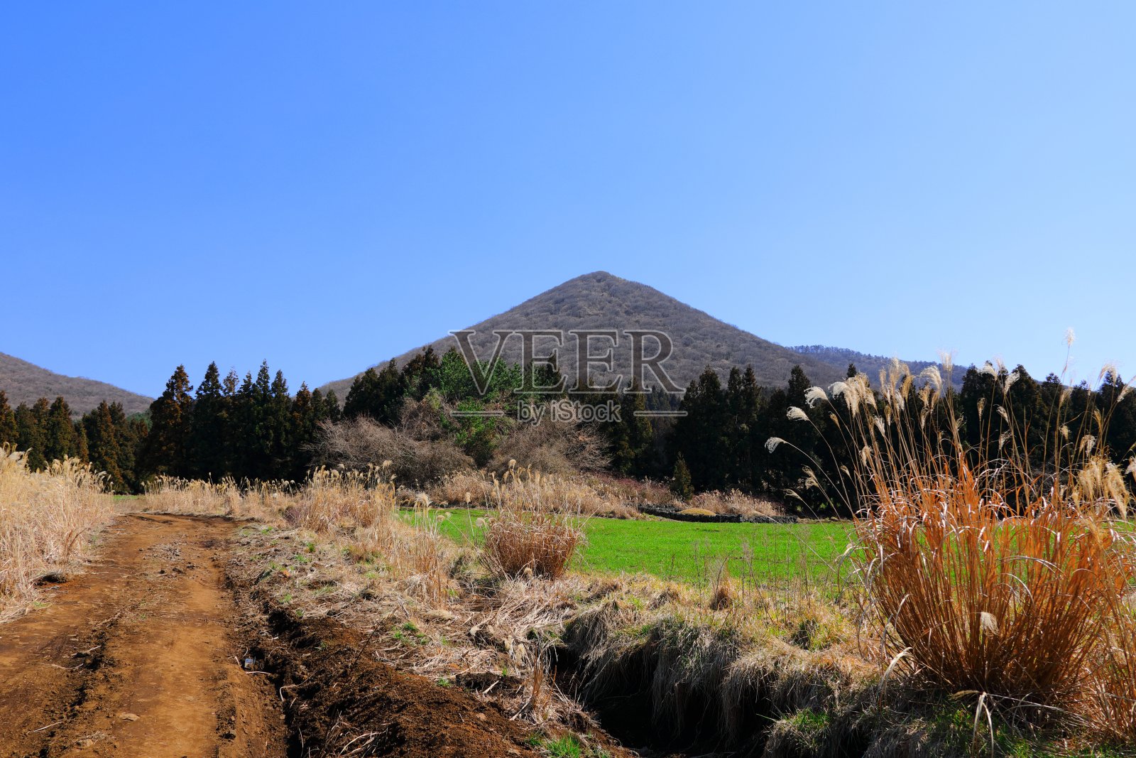 上涨的水位，鸟田，农村，牧场，牧场，马匹，照片摄影图片