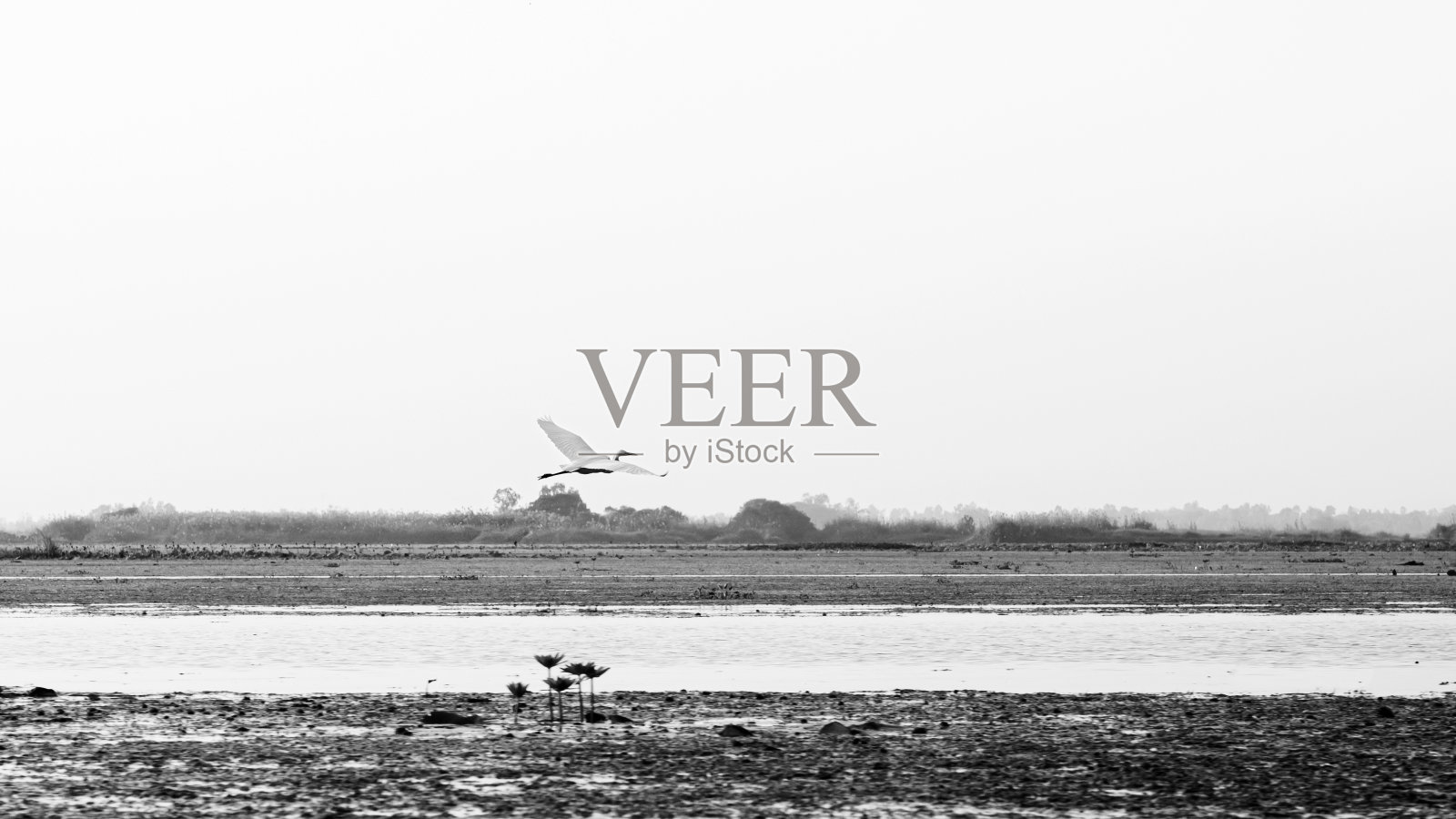 泰国乌隆他尼的莲花湖上的白鹭鸟照片摄影图片